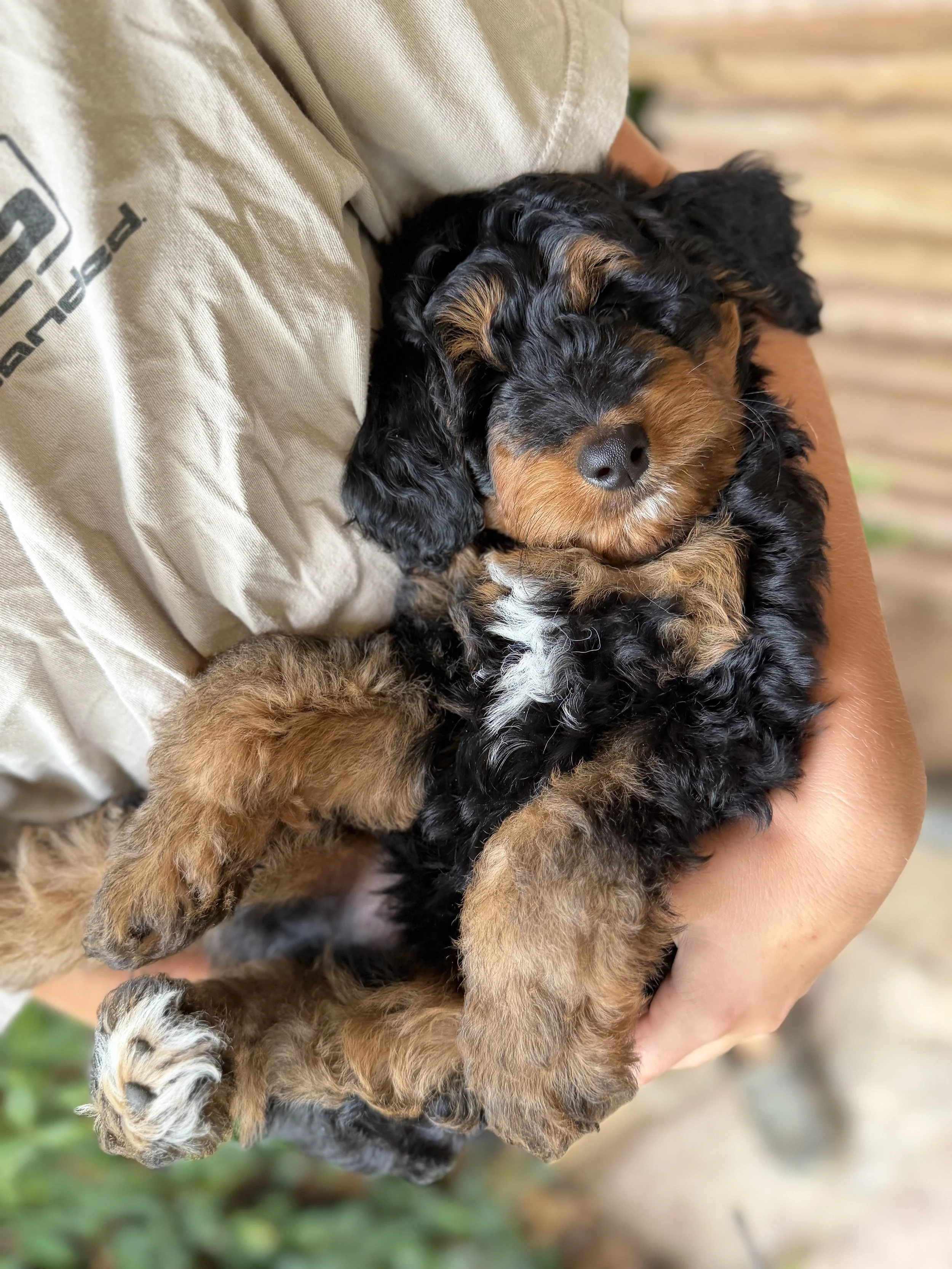 Rex Male Micro/Mini Bernedoodle from Penny and Tucker $3500