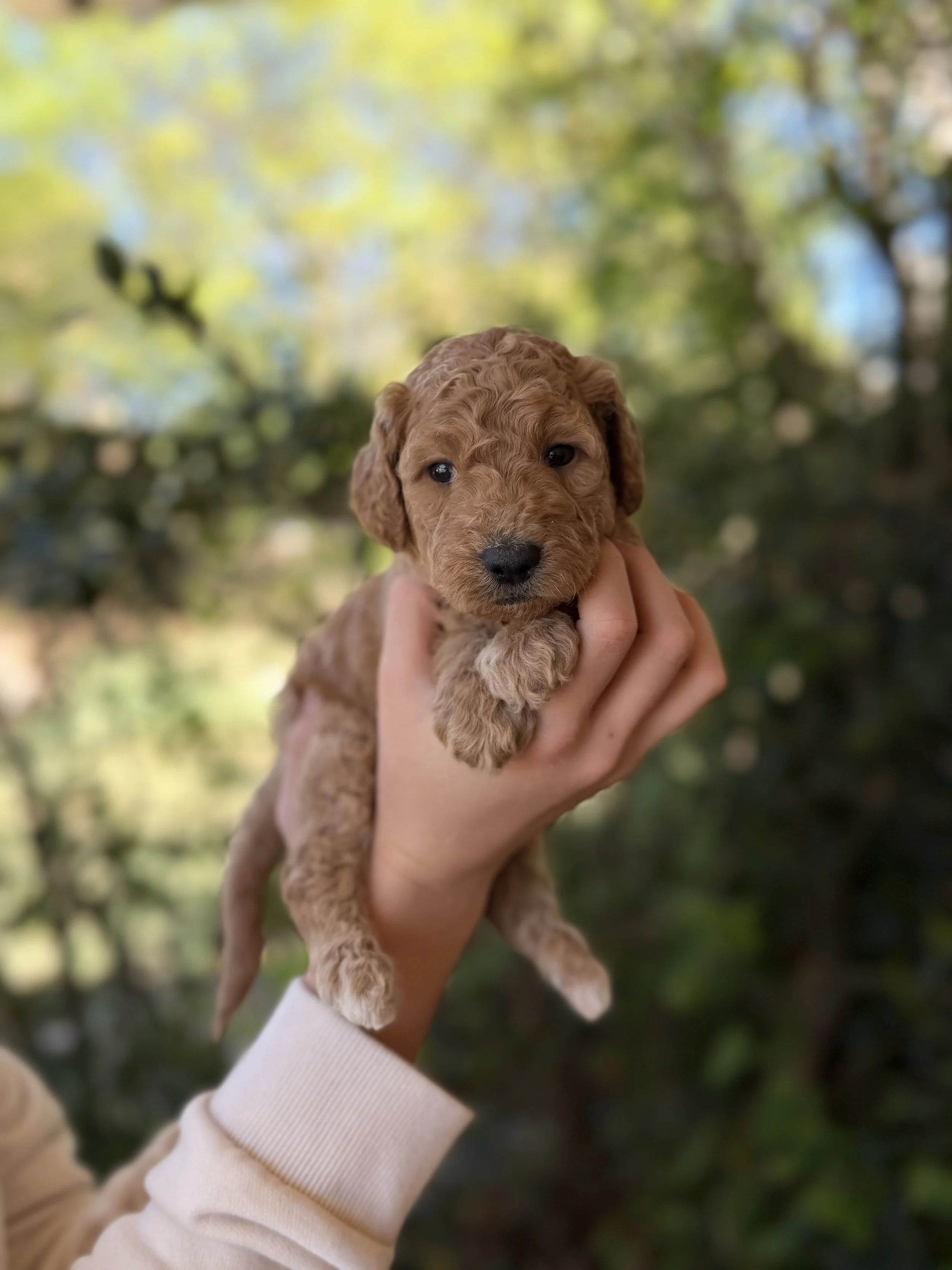 Biscuit Male Mini Goldendoodles $2750