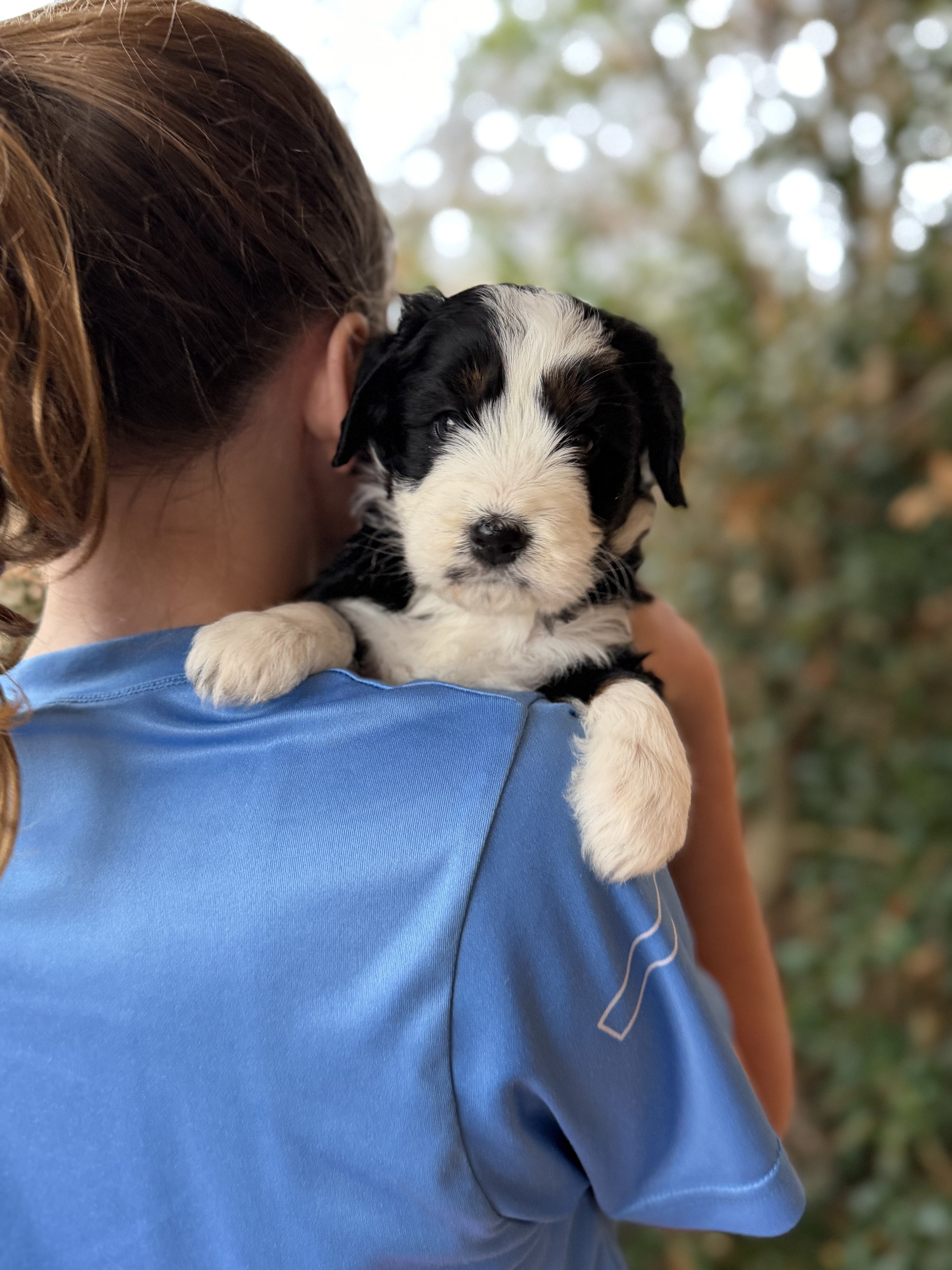 June Bug Female Mini Australian Bernedoodle $3500