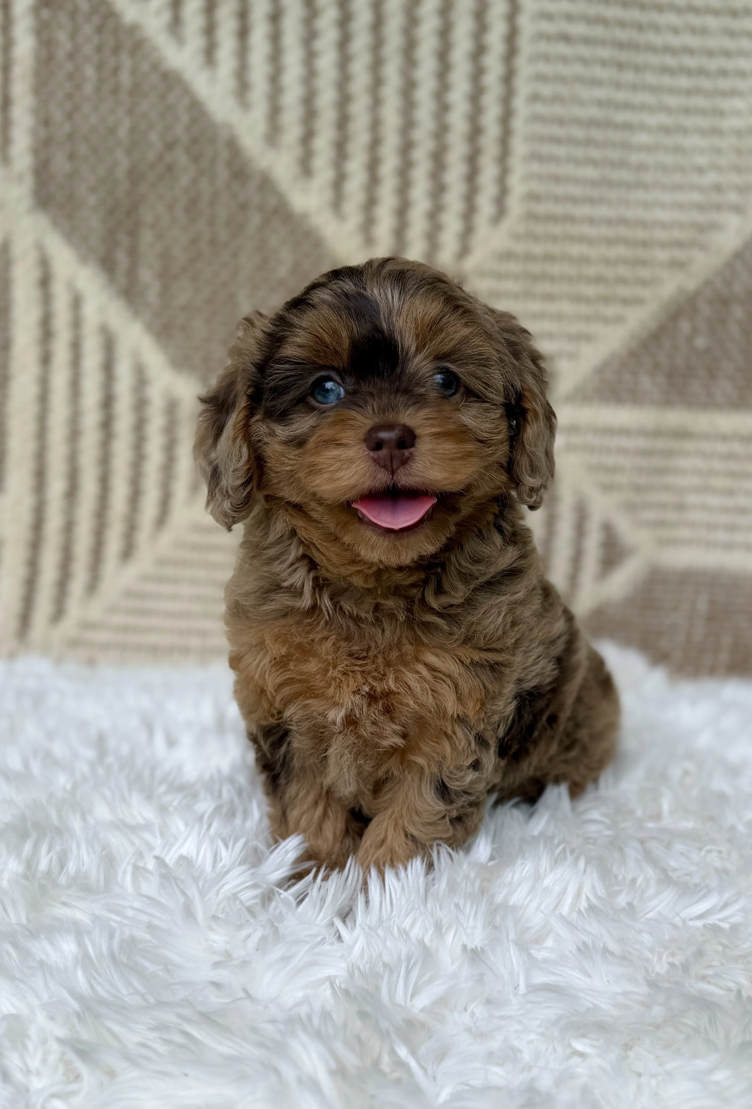 Jessica Day Female Cavapoo from Claire and Hondo $4250