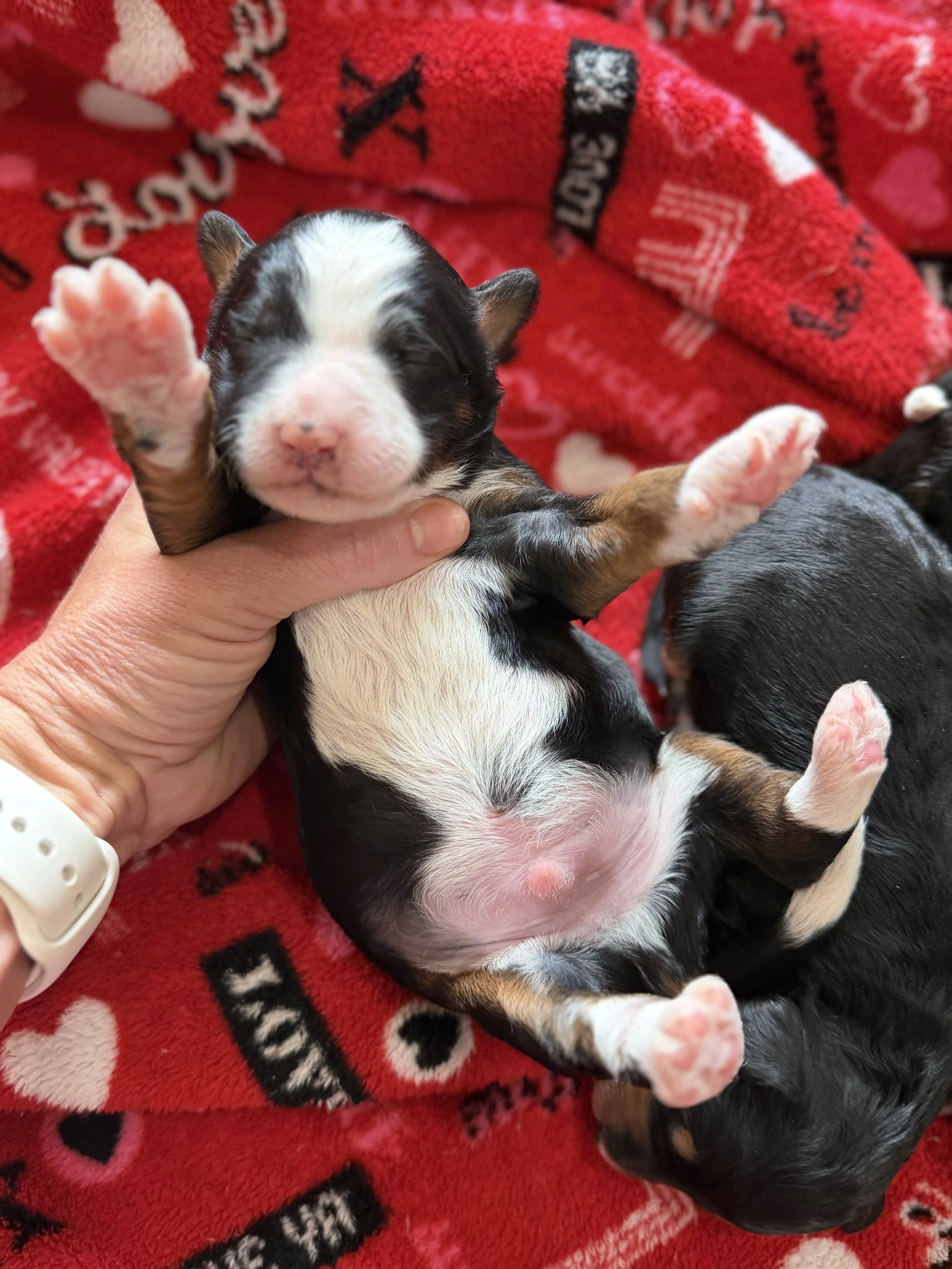 Waitlist for Micro/Mini Bernedoodles from Marlie and Tucker