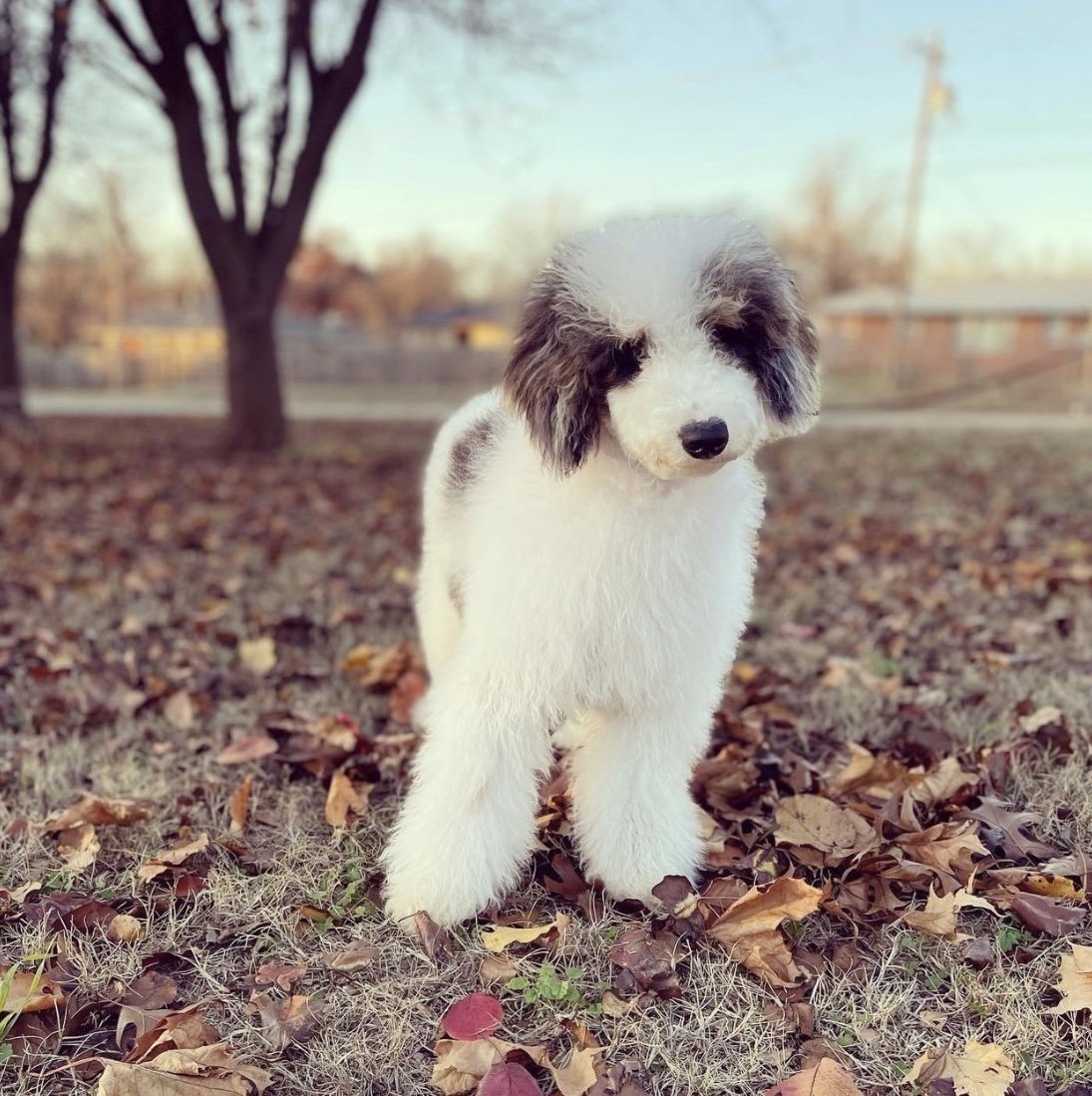 Otis (dad) small poodle