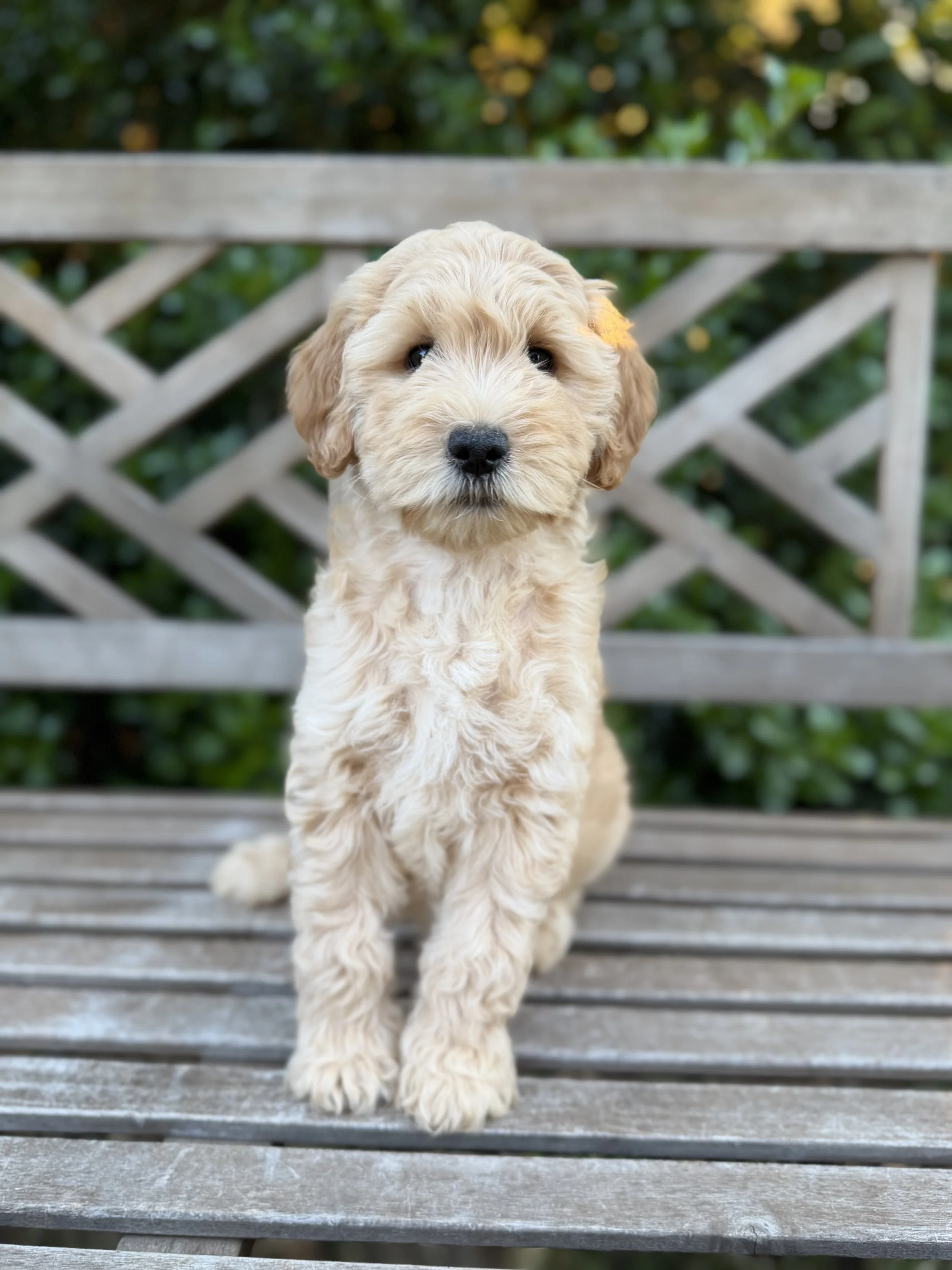 Sunny Male Mini Goldendoodles $2750