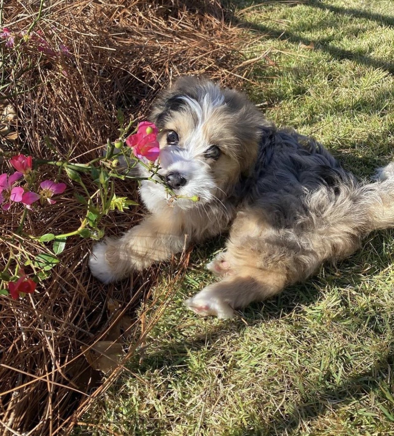 mini bernedoodle