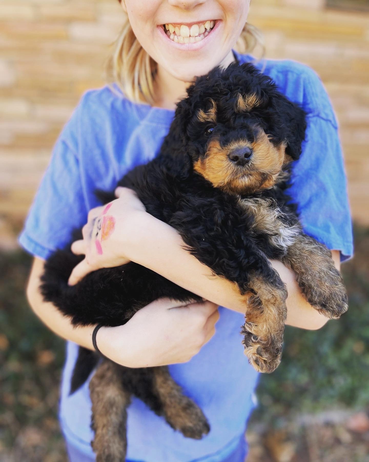 Mini Bernedoodle