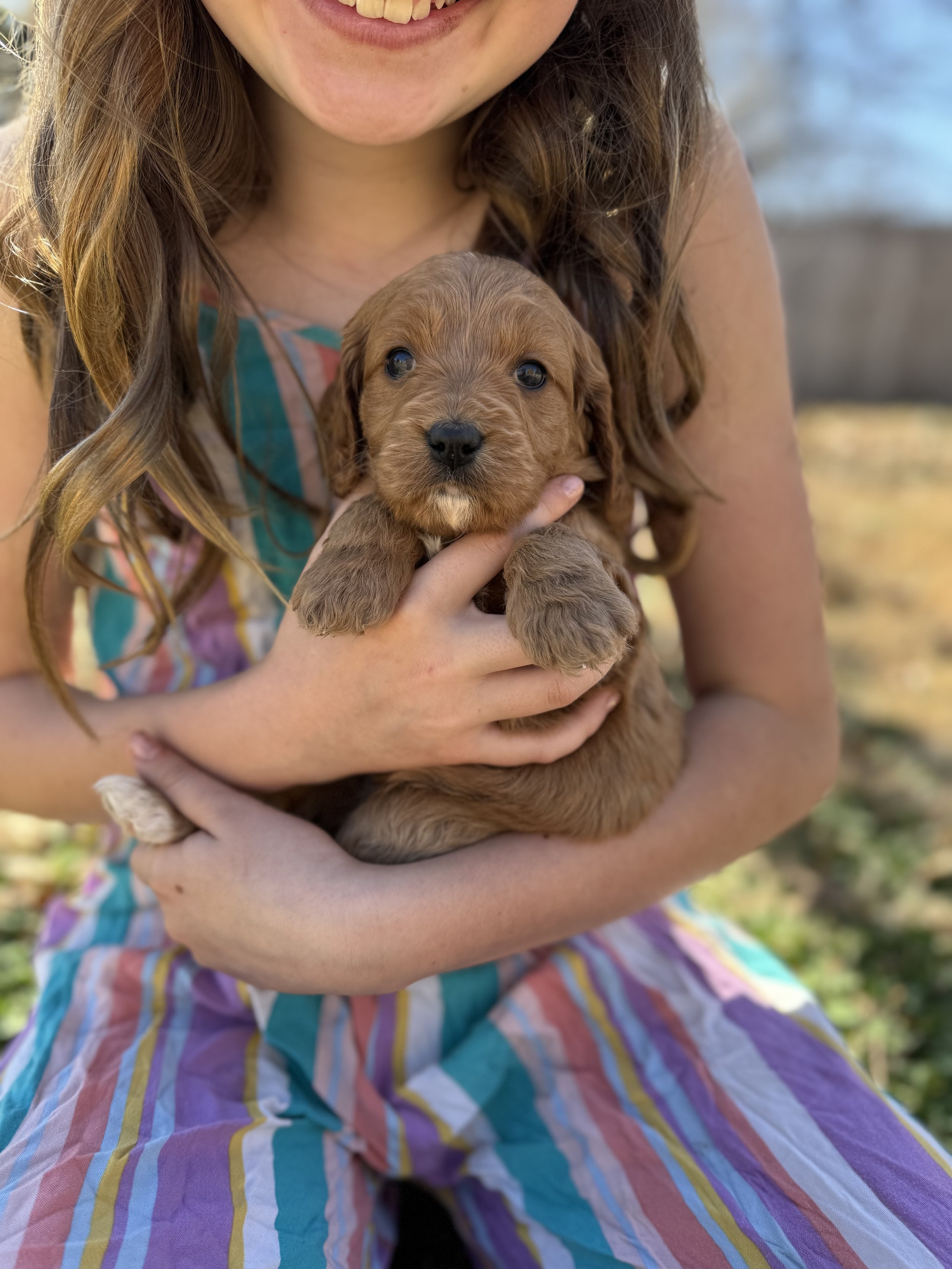 Rapunzel available cavapoo female $2750