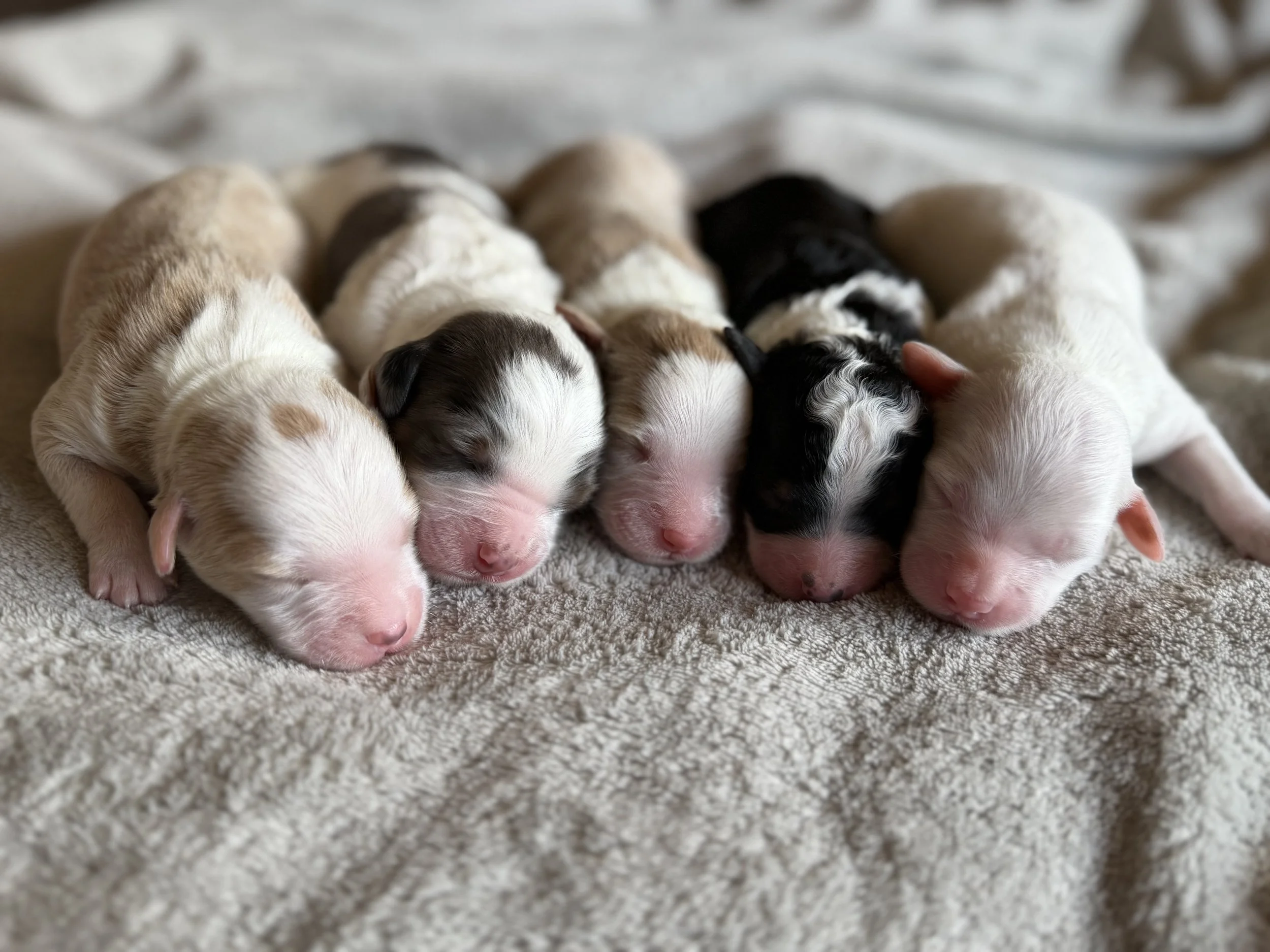 Waitlist for Mini Bernedoodles from Sammy and Fitz