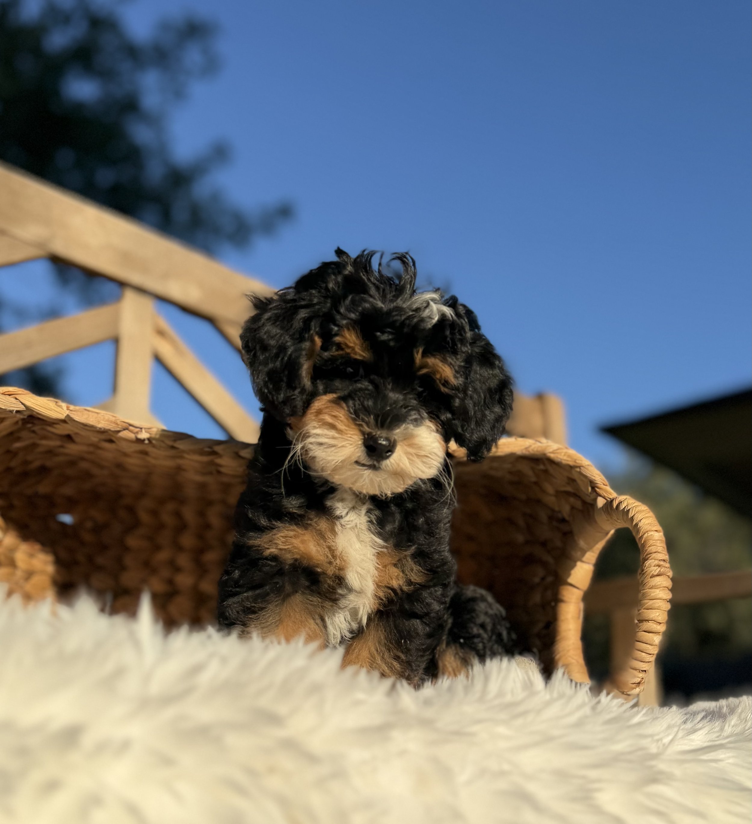 Lex Female Micro/Mini Bernedoodle from Penny and Tucker $3750