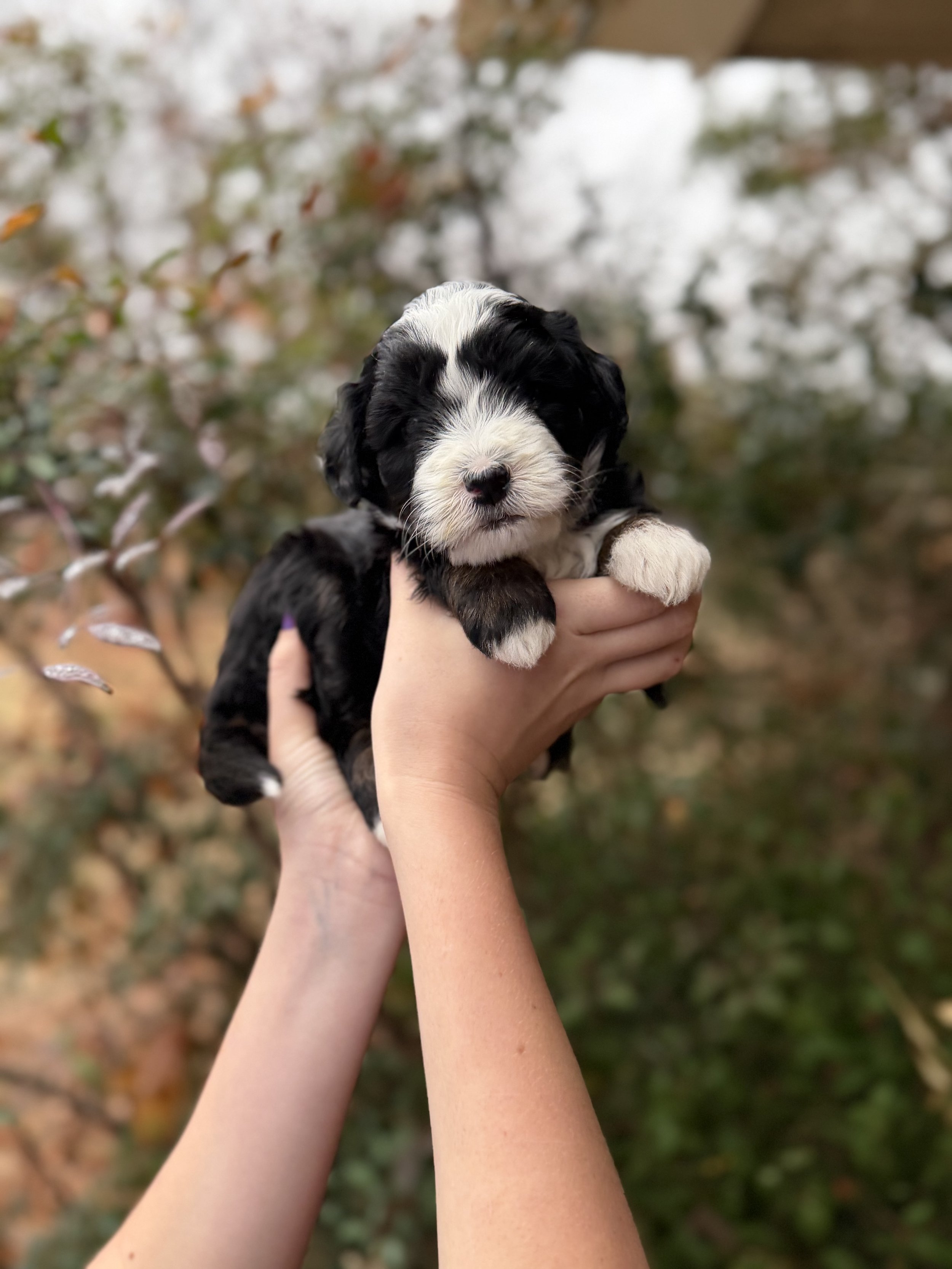 Ripple Female Mini Australian Bernedoodle $3500