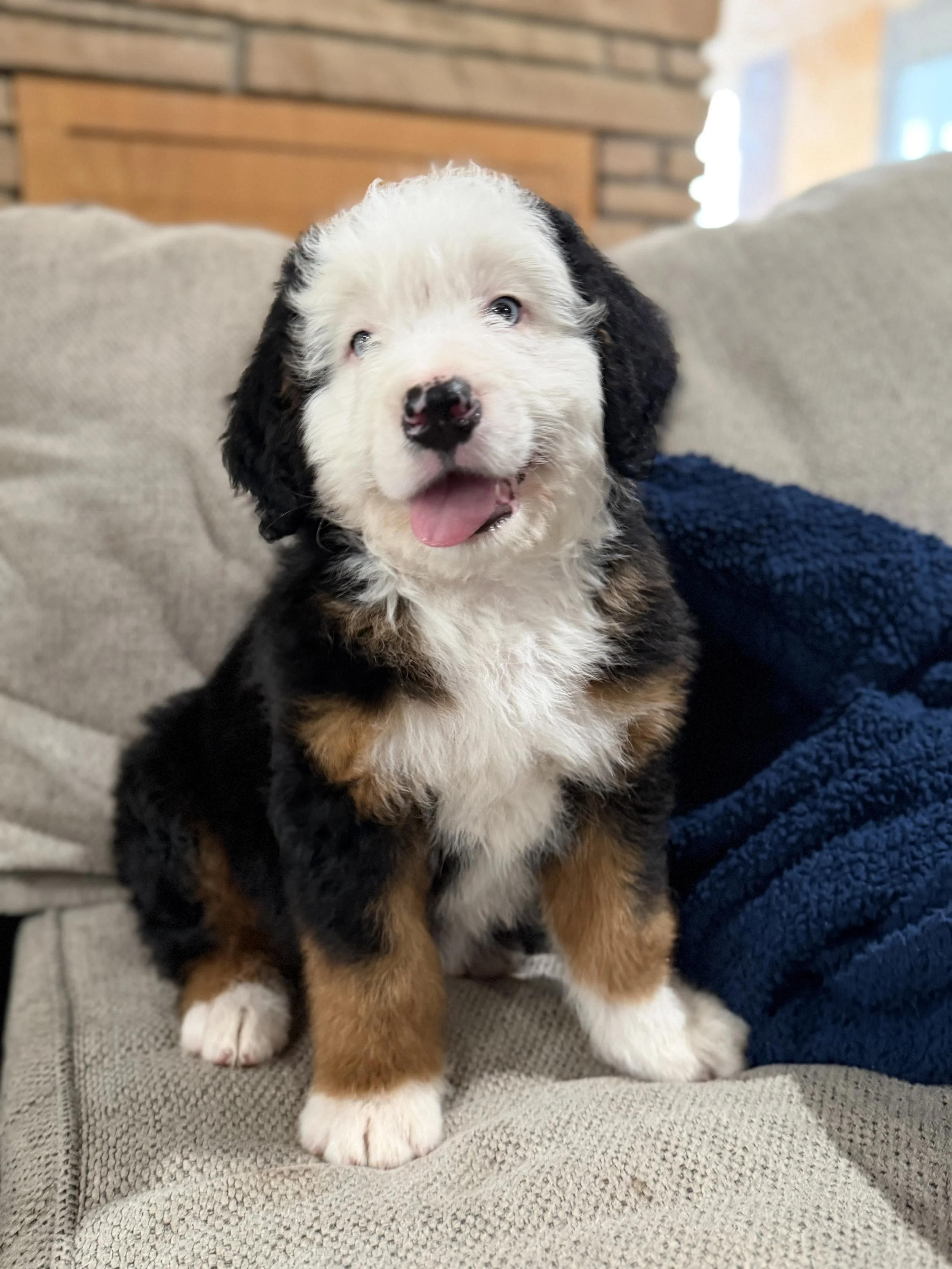 Michelangelo Male Ultra Bernedoodle $4250