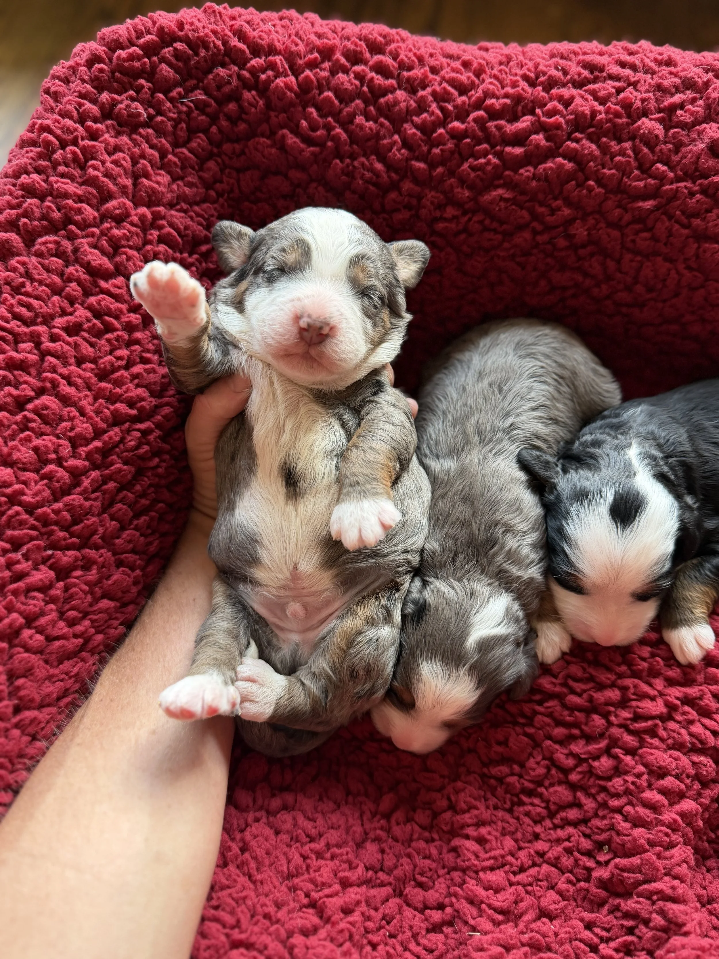 Multigenerational Mini Bernedoodle Wait List *Josie and Tucker*