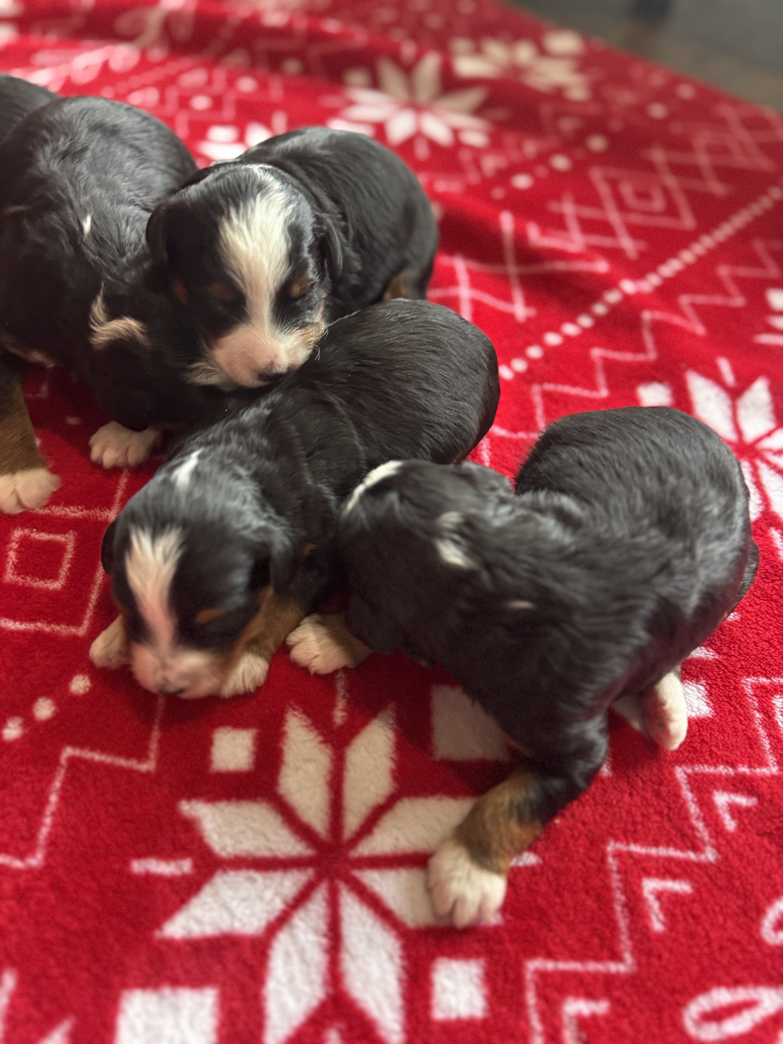 Mini/Micro Bernedoodles Available for Christmas