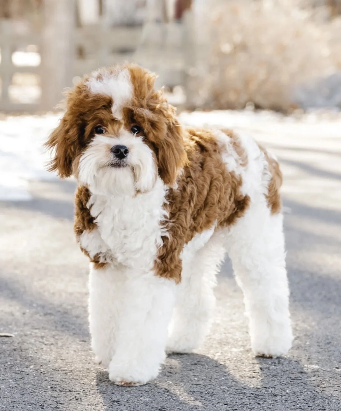 Waitlist for Mini Goldendoodles from Callie and Waldo