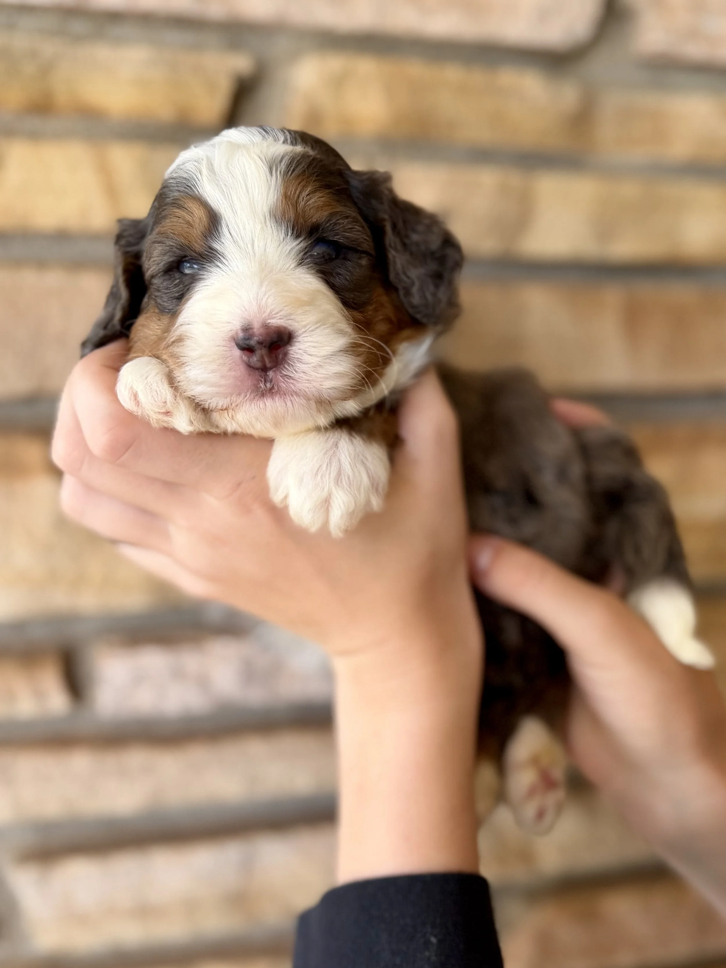 Michelangelo Male Multigenerational Mini Bernedoodle from Josie and Tucker $4500