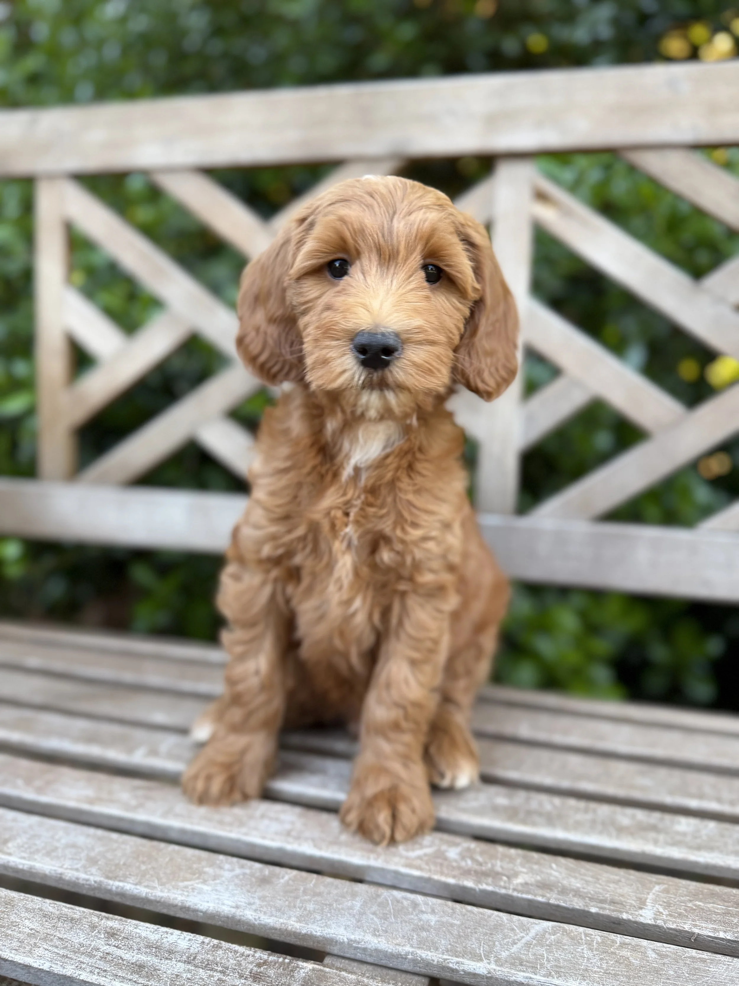 Copper Male Mini Goldendoodles $2750