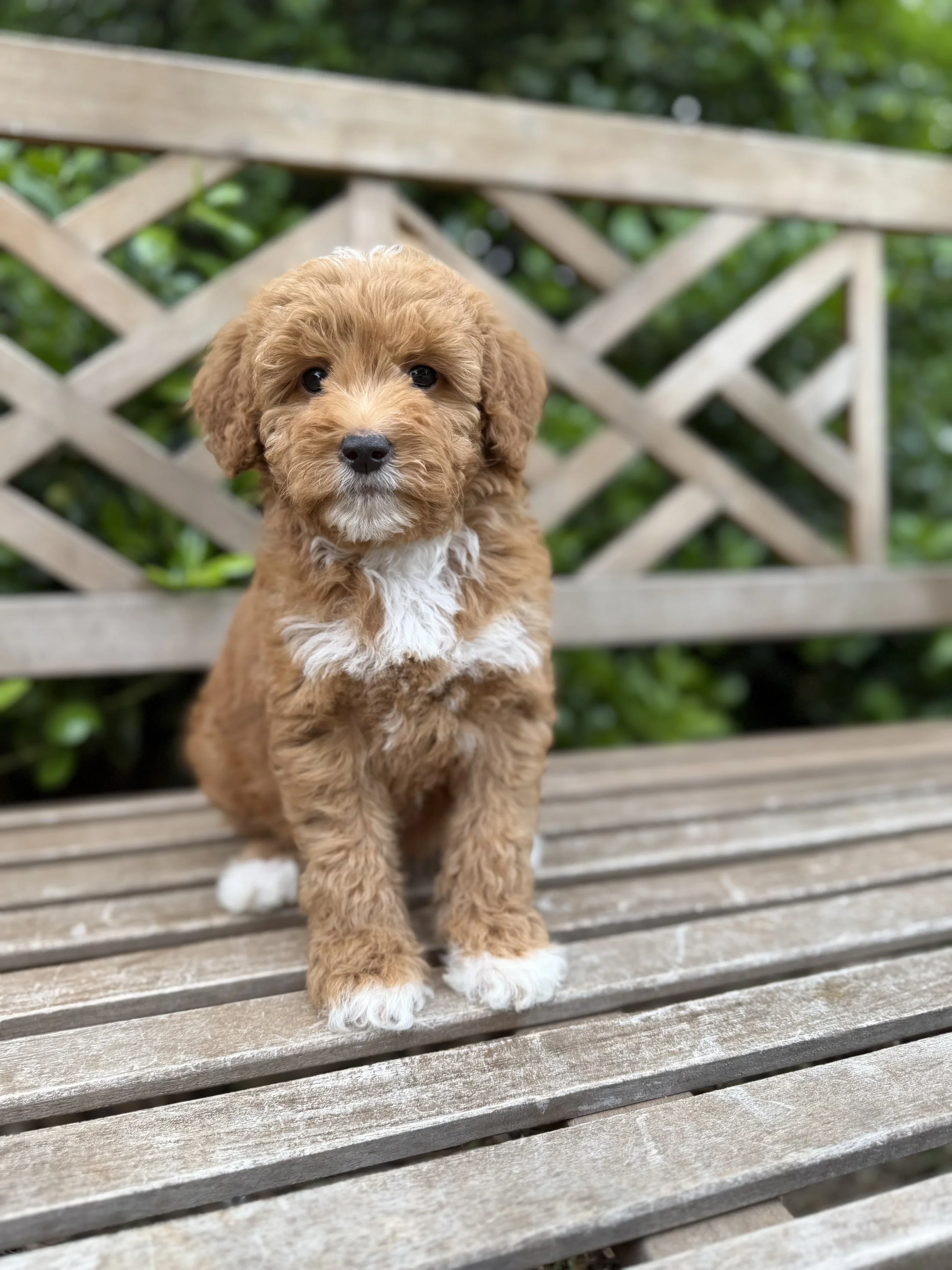 Honey Female Mini Goldendoodles $2750