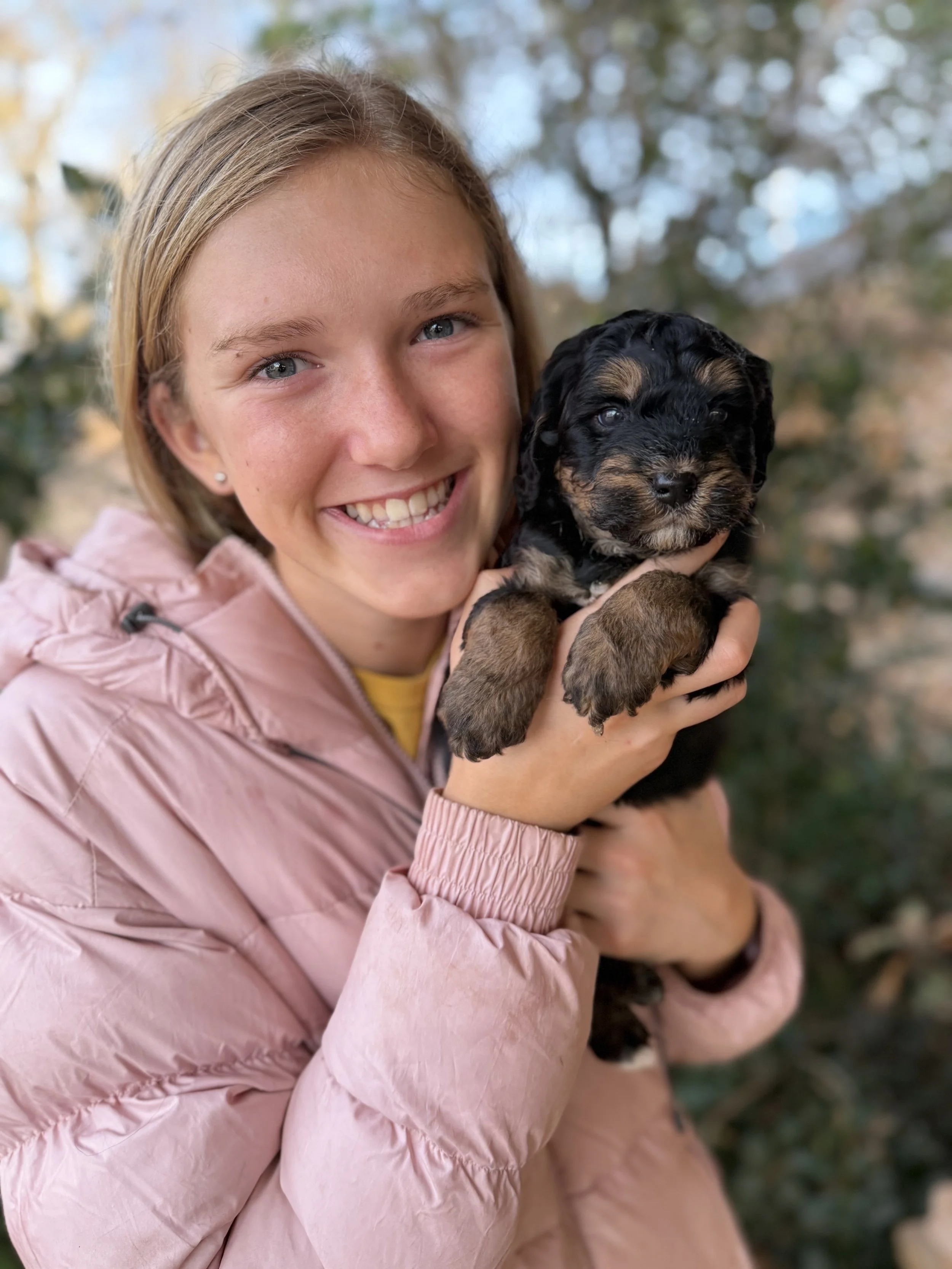 Comet Male Mini Bernedoodle $3000