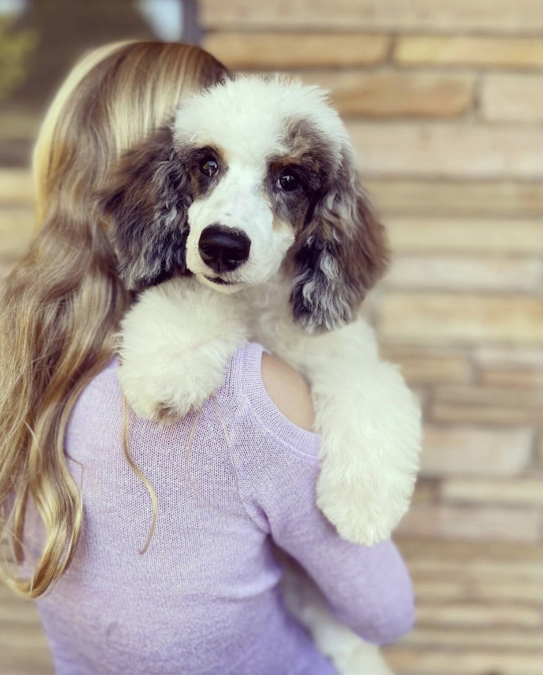 Otis (dad) small poodle