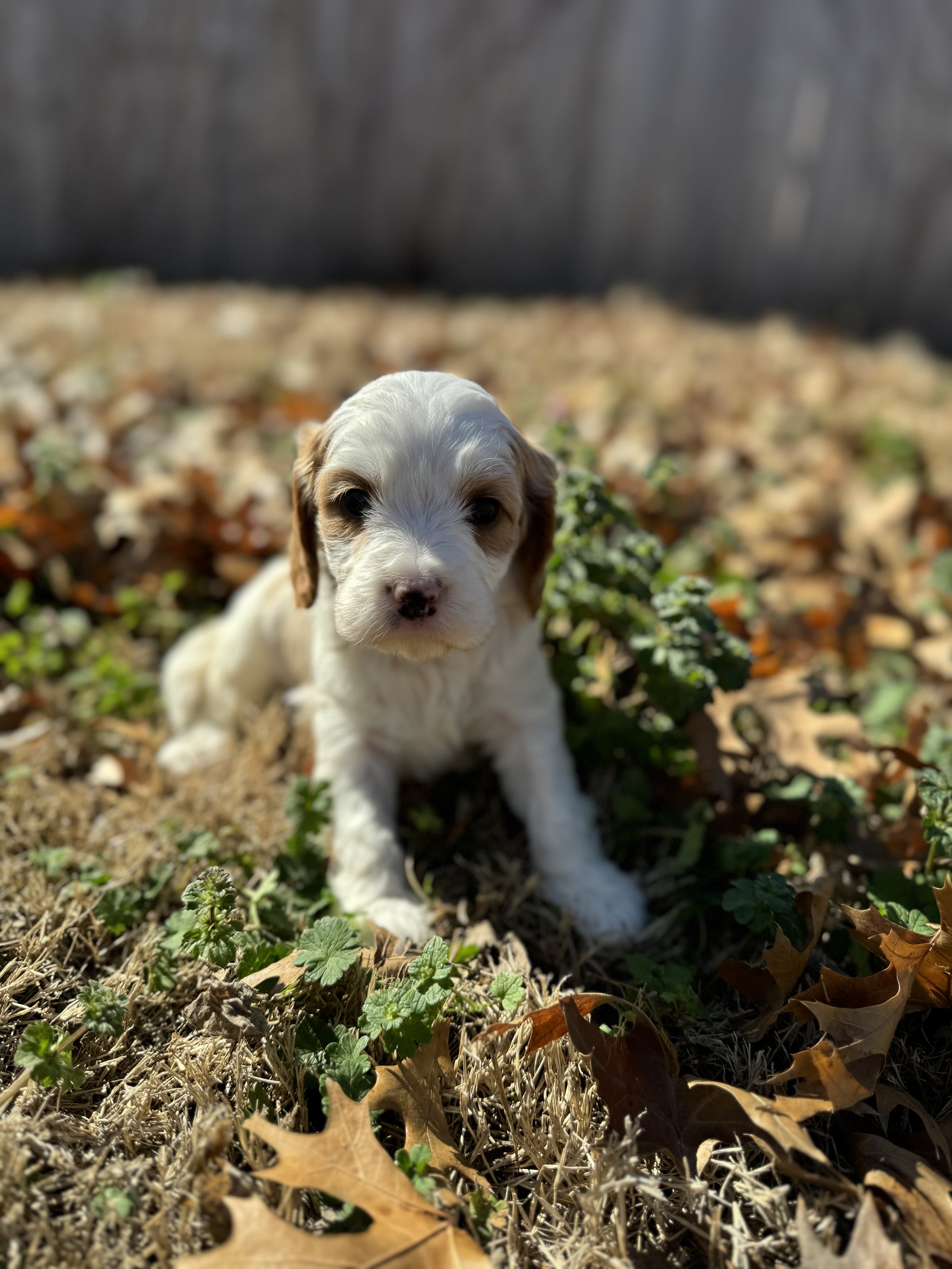 Aurora available female cavapoo $2750