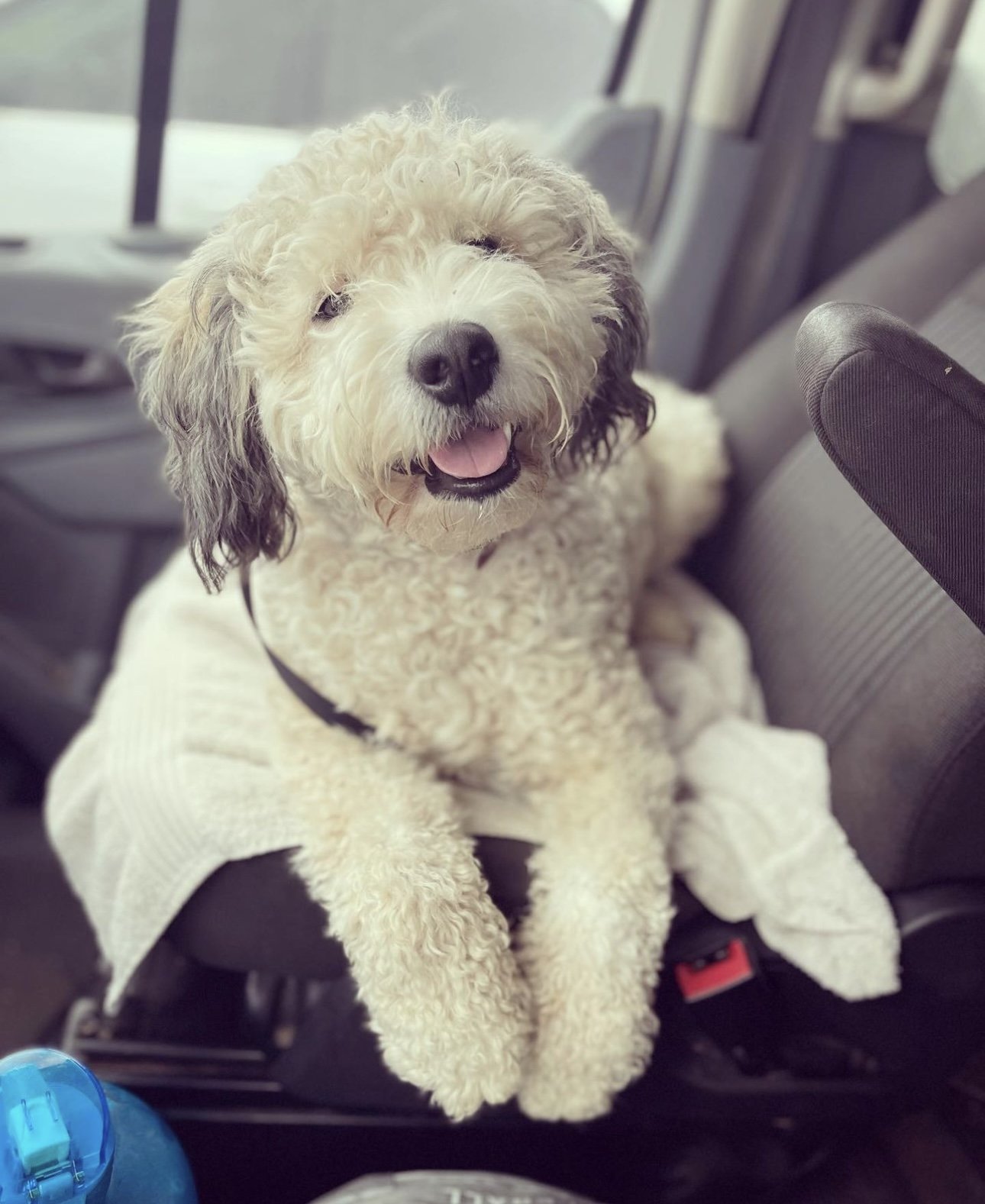 Aspen (Mom)