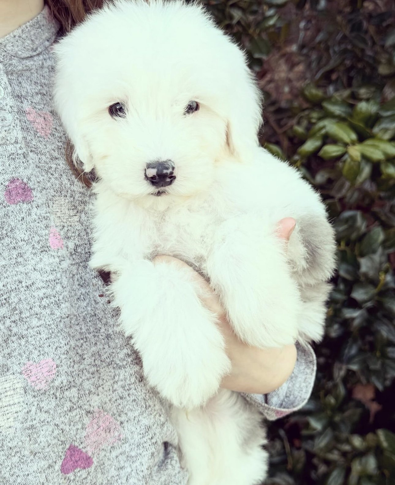 Birch available male mini sheepadoodle $1500