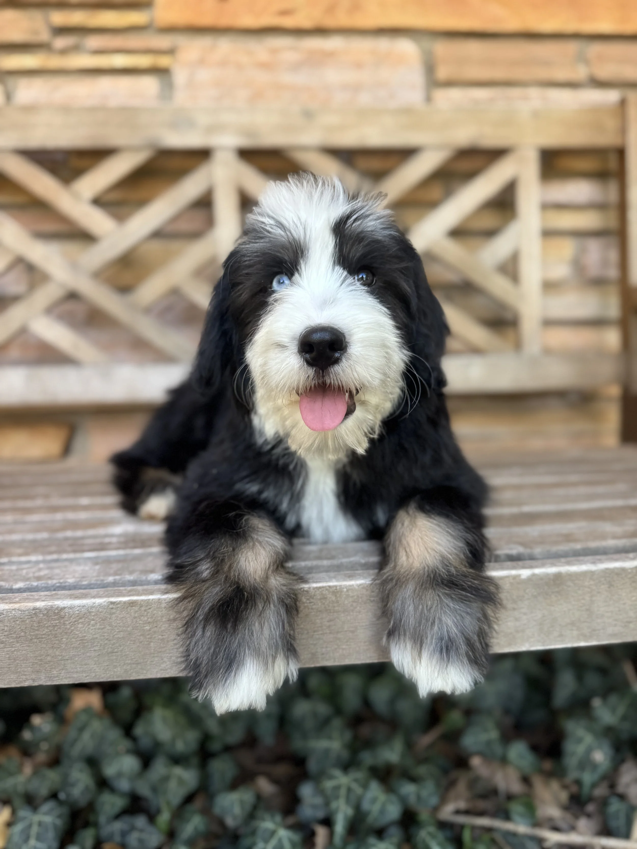 Saturn Male Mini Australian Bernedoodle $2900