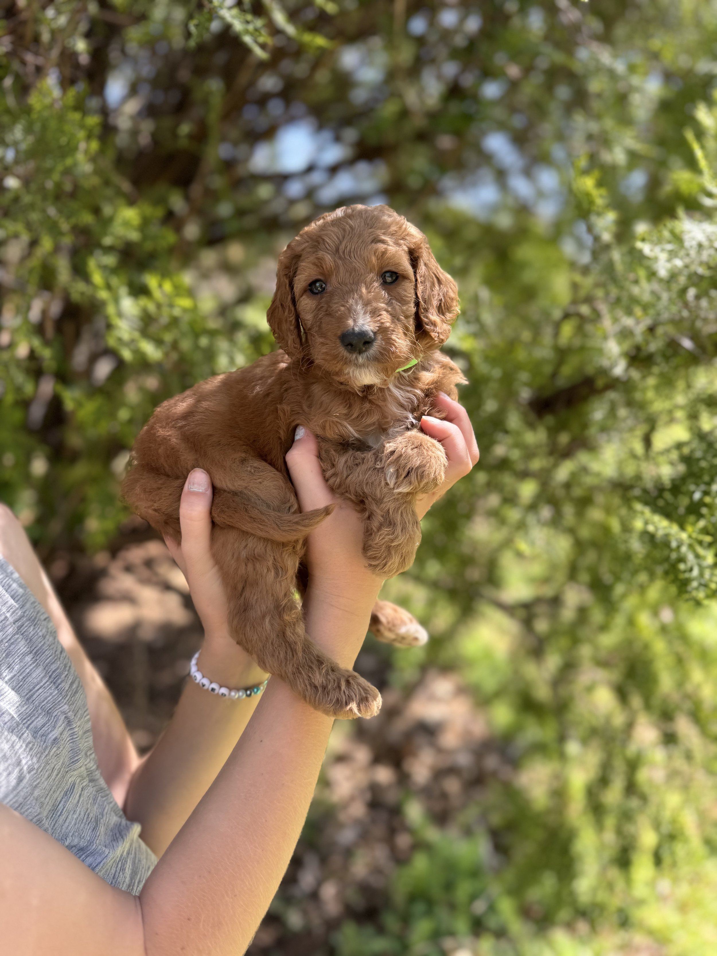 Sneezy Male Mini Goldendoodle $2750