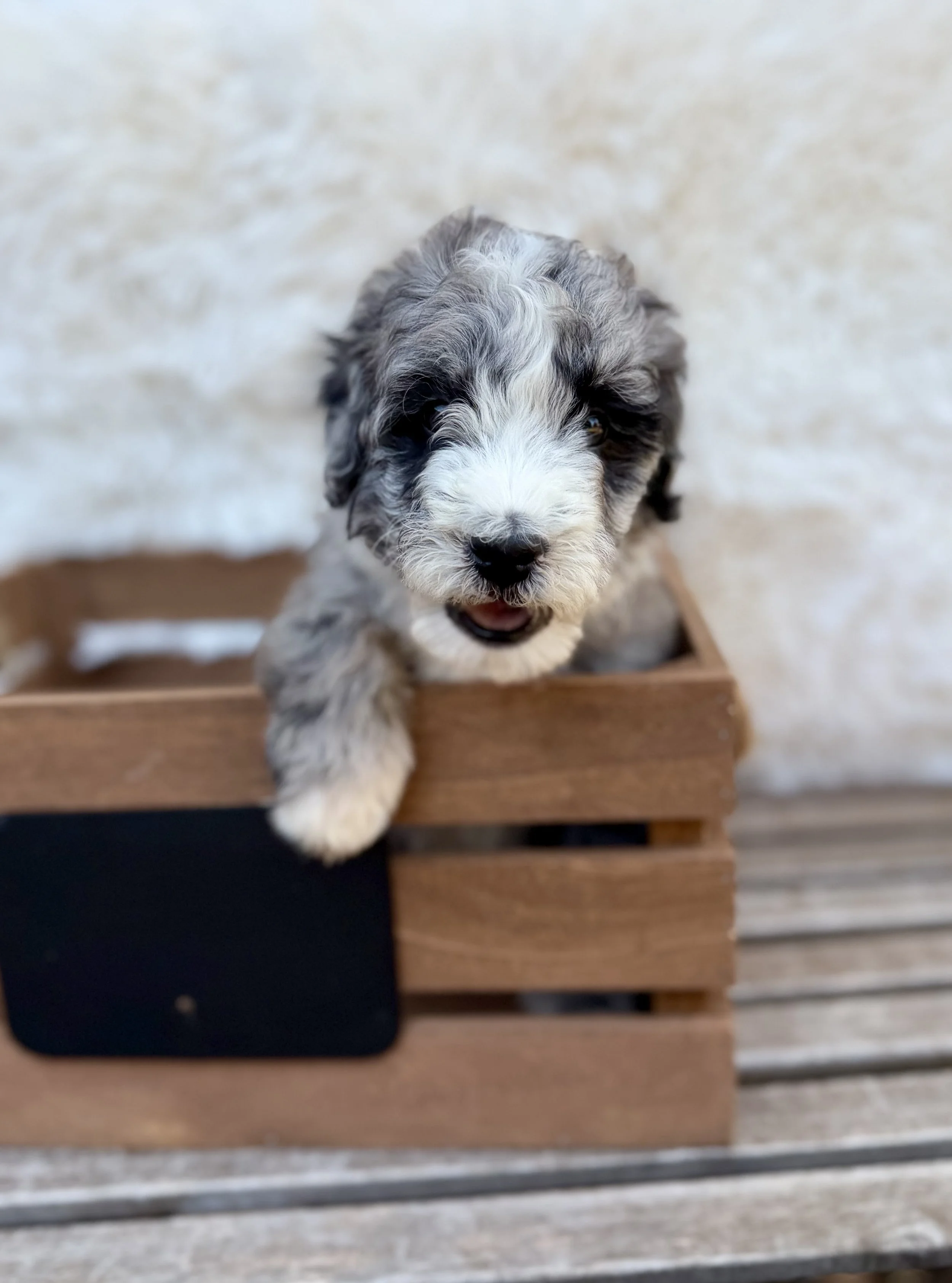Trixie Female Mini Bernedoodle from Gracie and King Arthur $2500