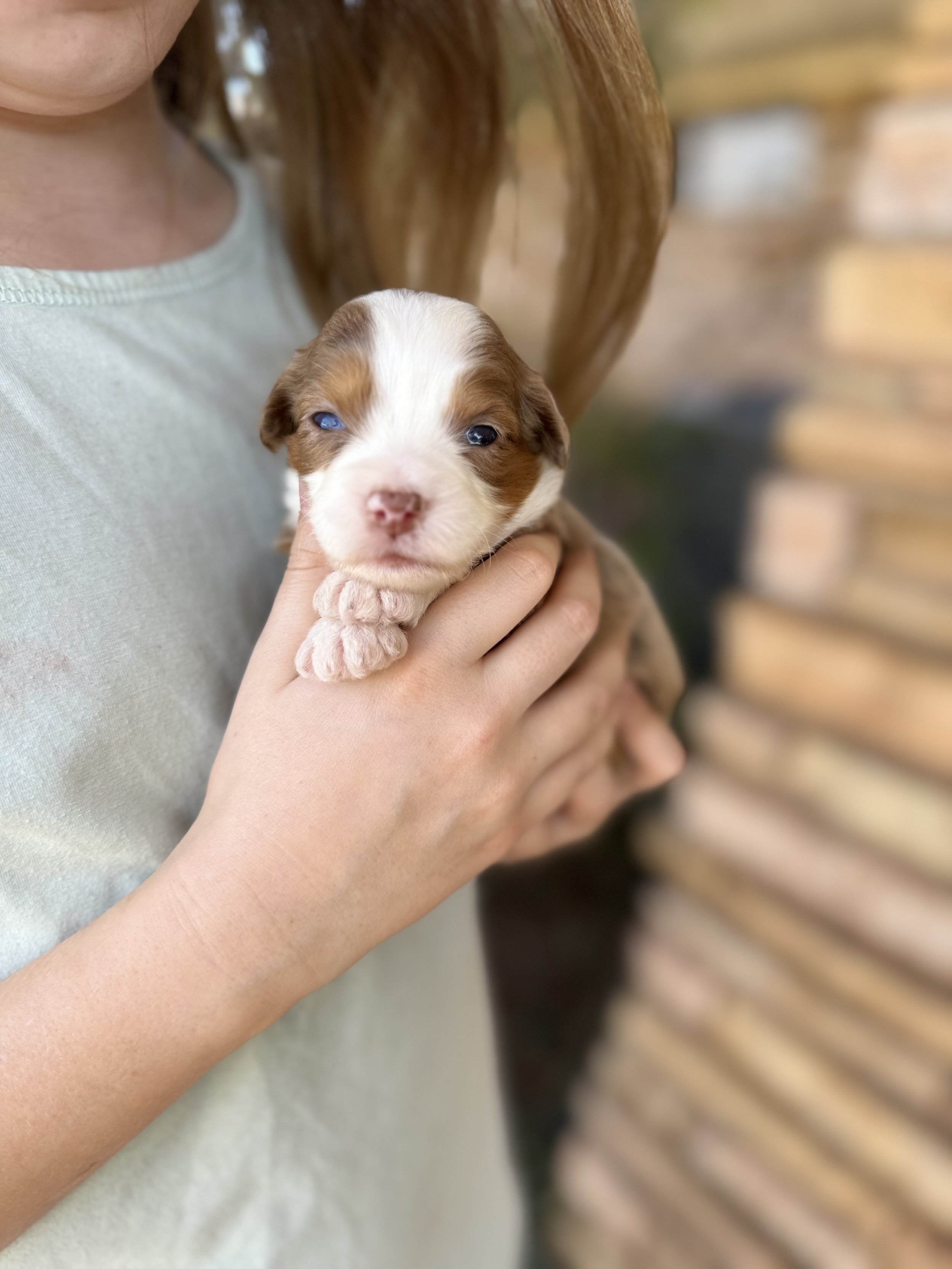 Ginny available female mini australian bernedoodle $4000