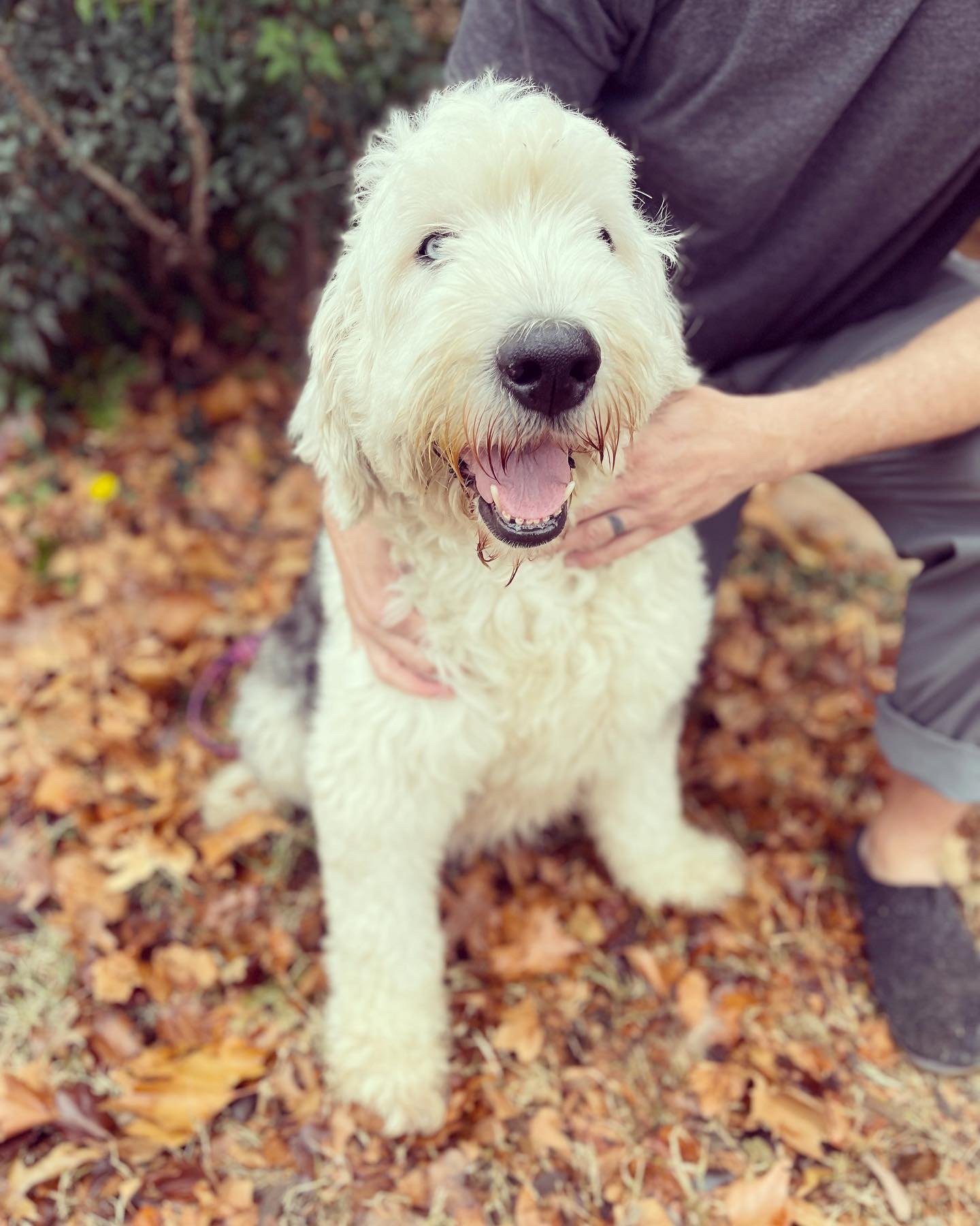 Mia (mom) Old English Sheepdog