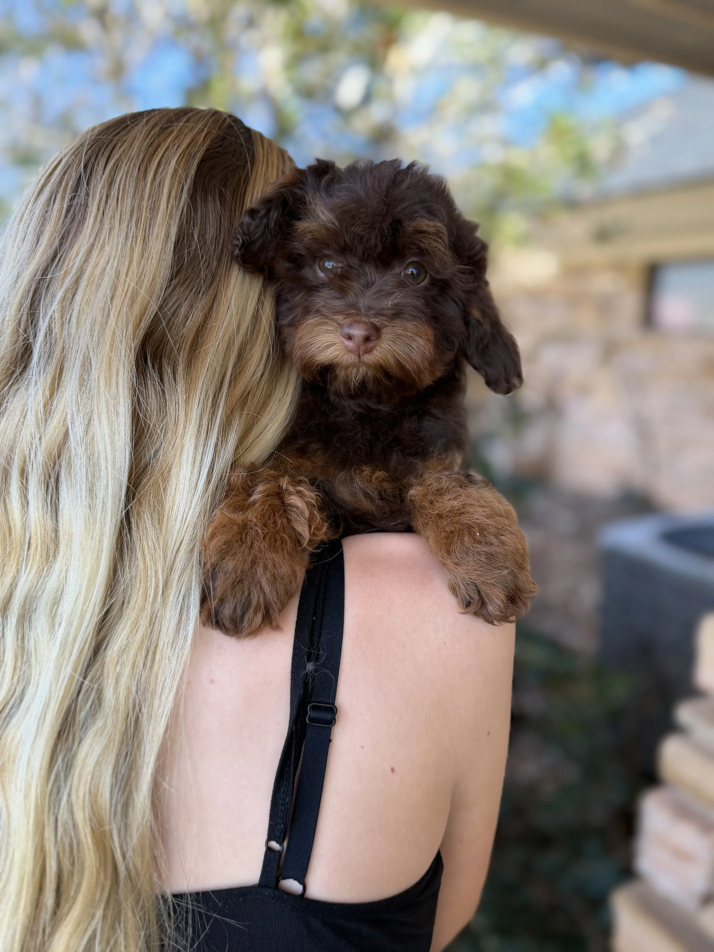 Coco Female Micro/Mini Bernedoodle $3750