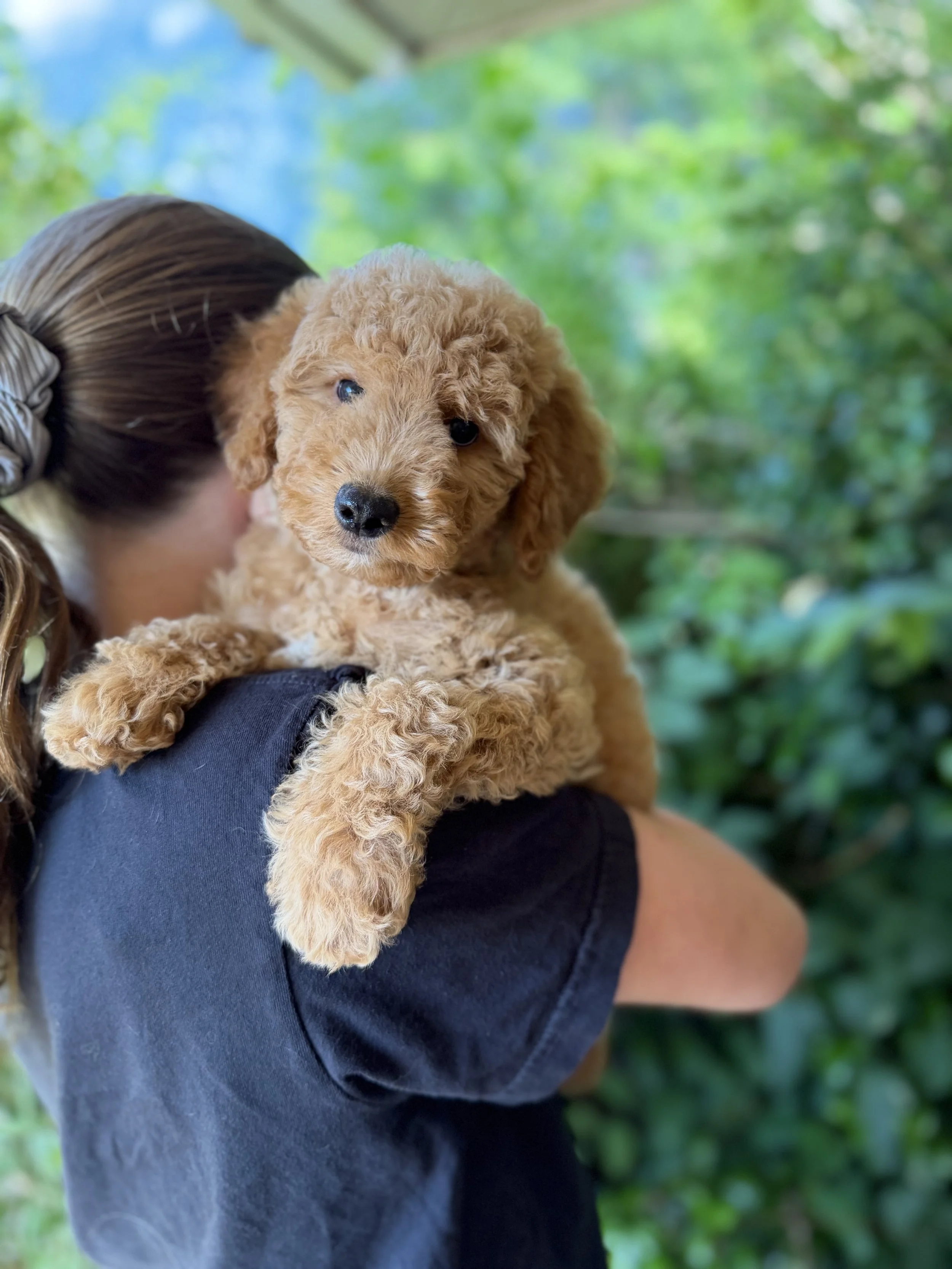 Toffee Male Mini Goldendoodles $2500