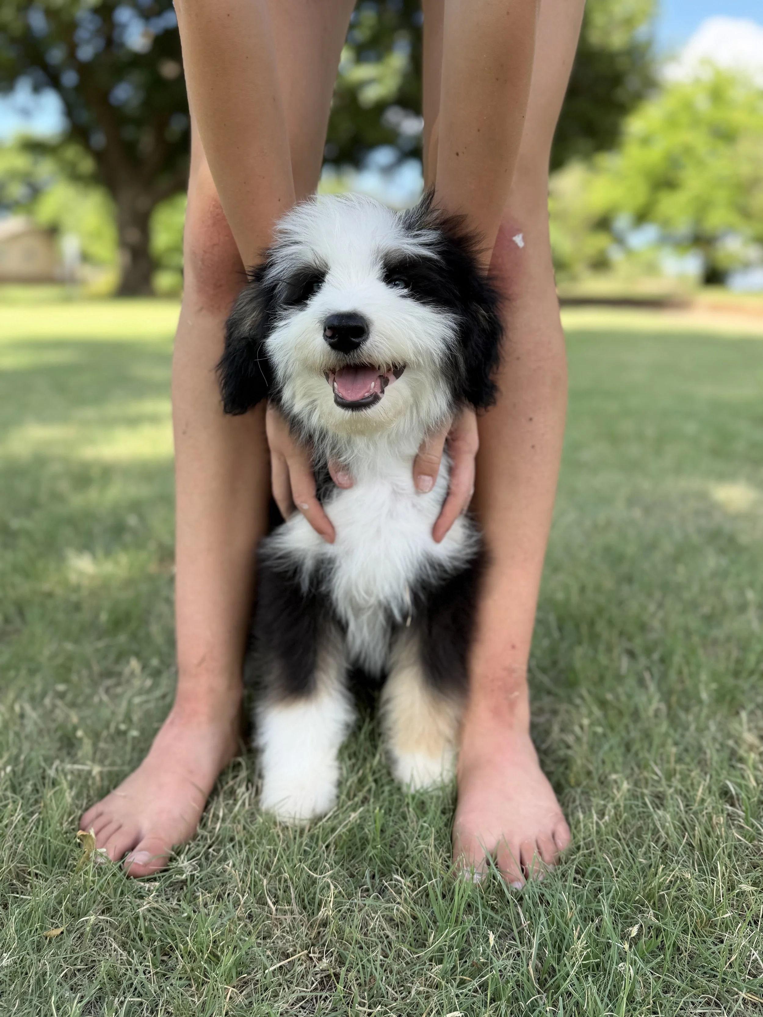 Pizza Male Mini Australian Bernedoodle $2900
