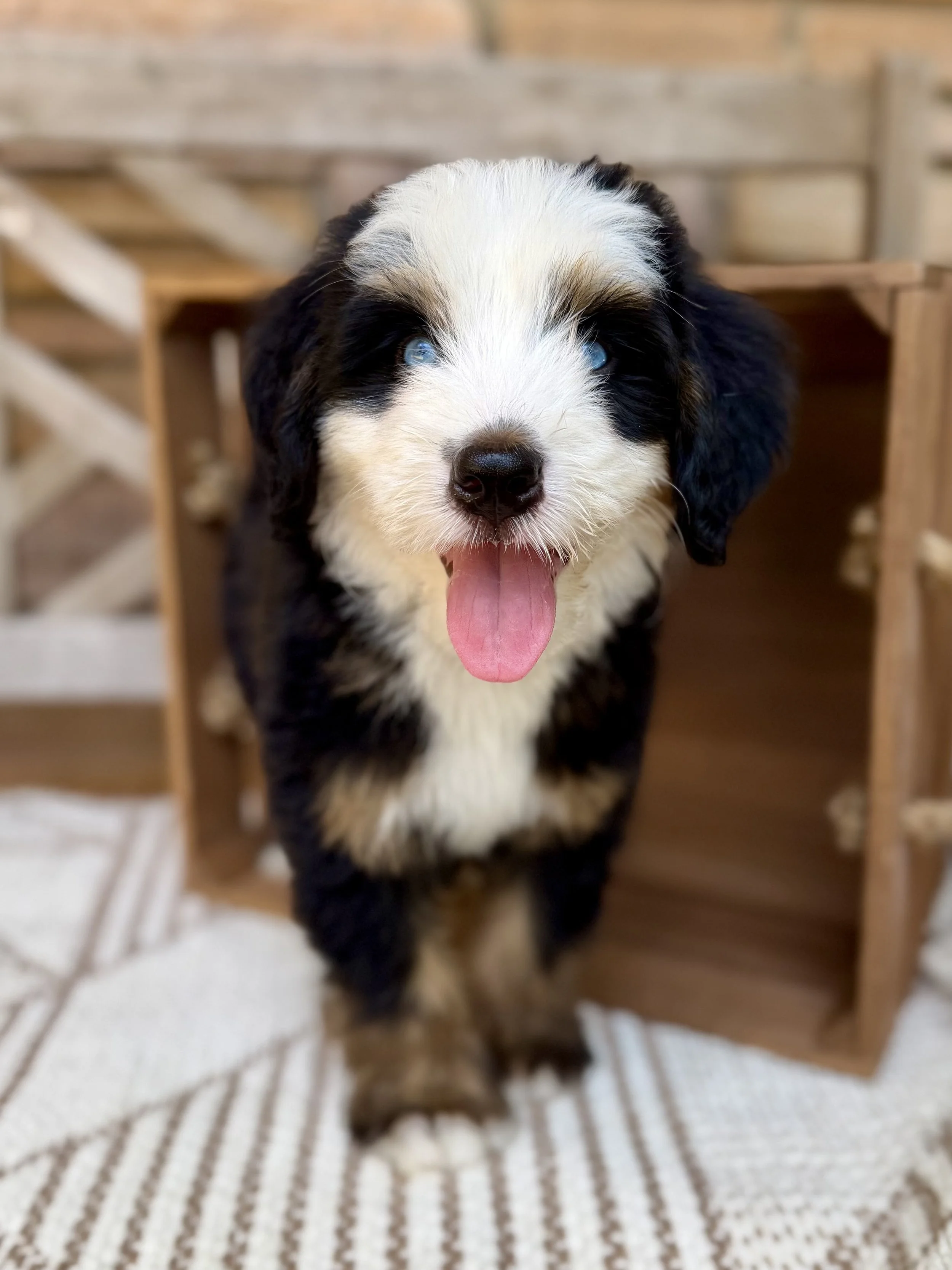 Diesel Male Bernedoodle $4500
