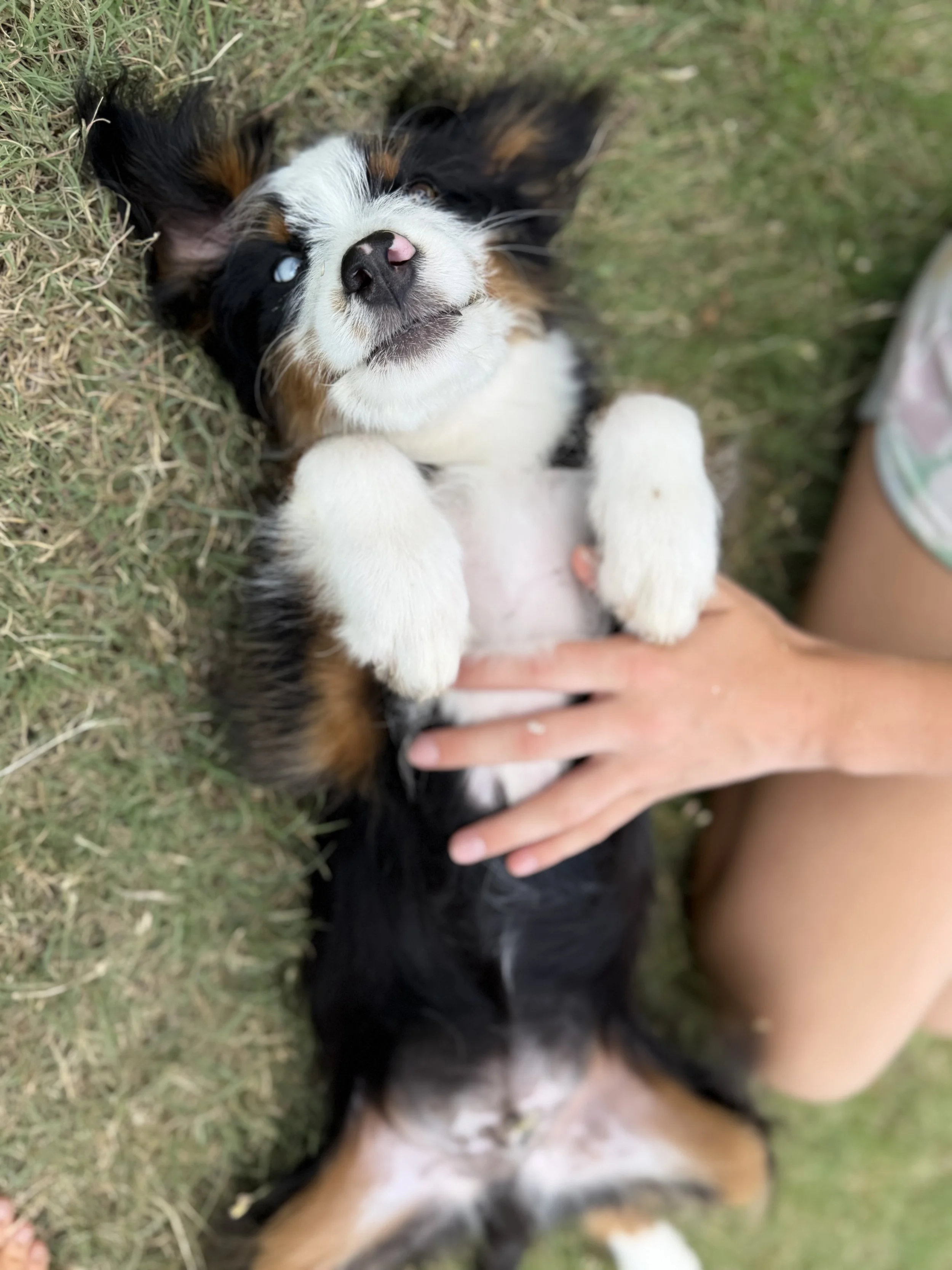 Leo Male Mini Australian Bernedoodle $2250