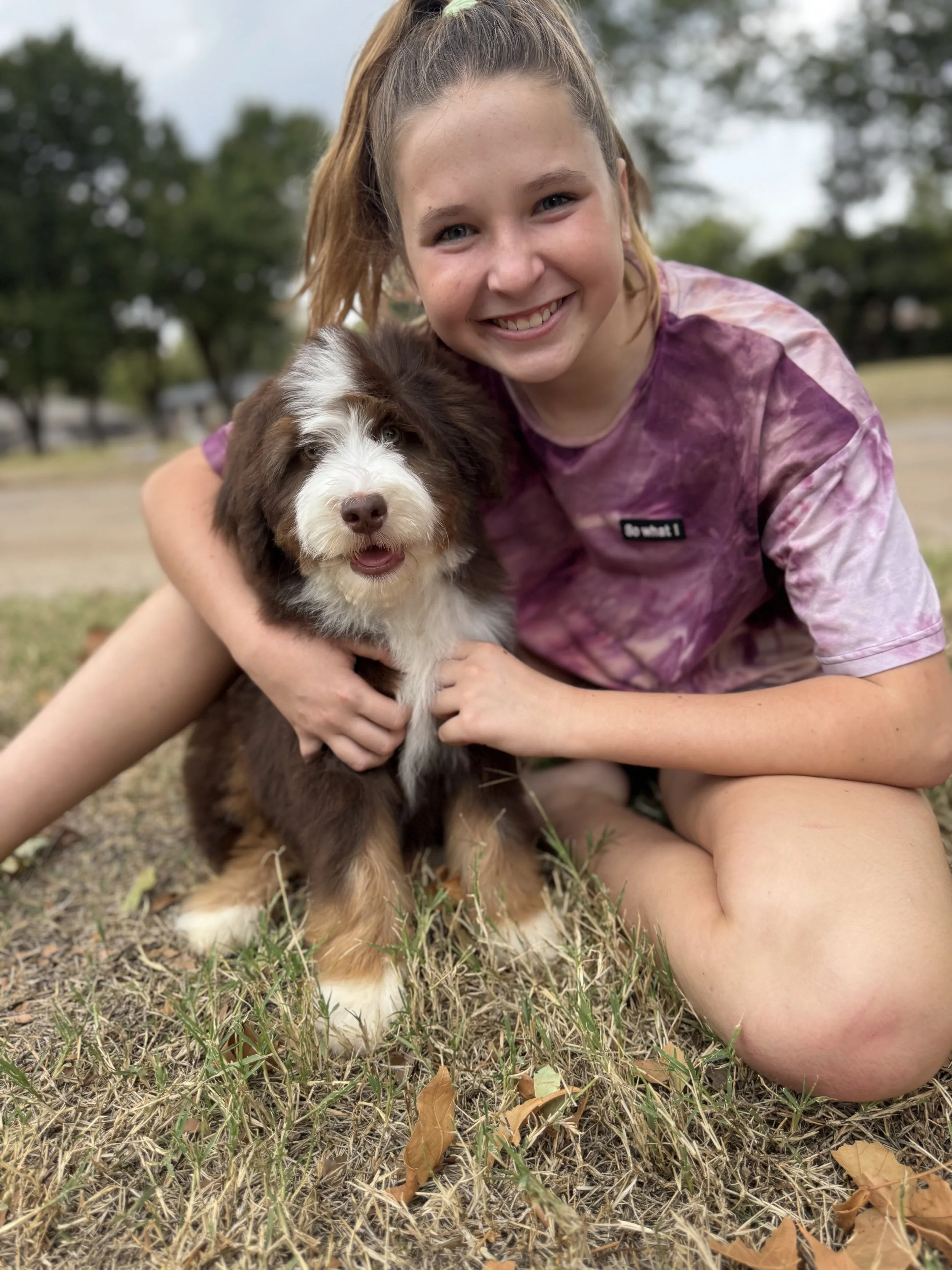Pluto Male Australian Bernedoodle $2500