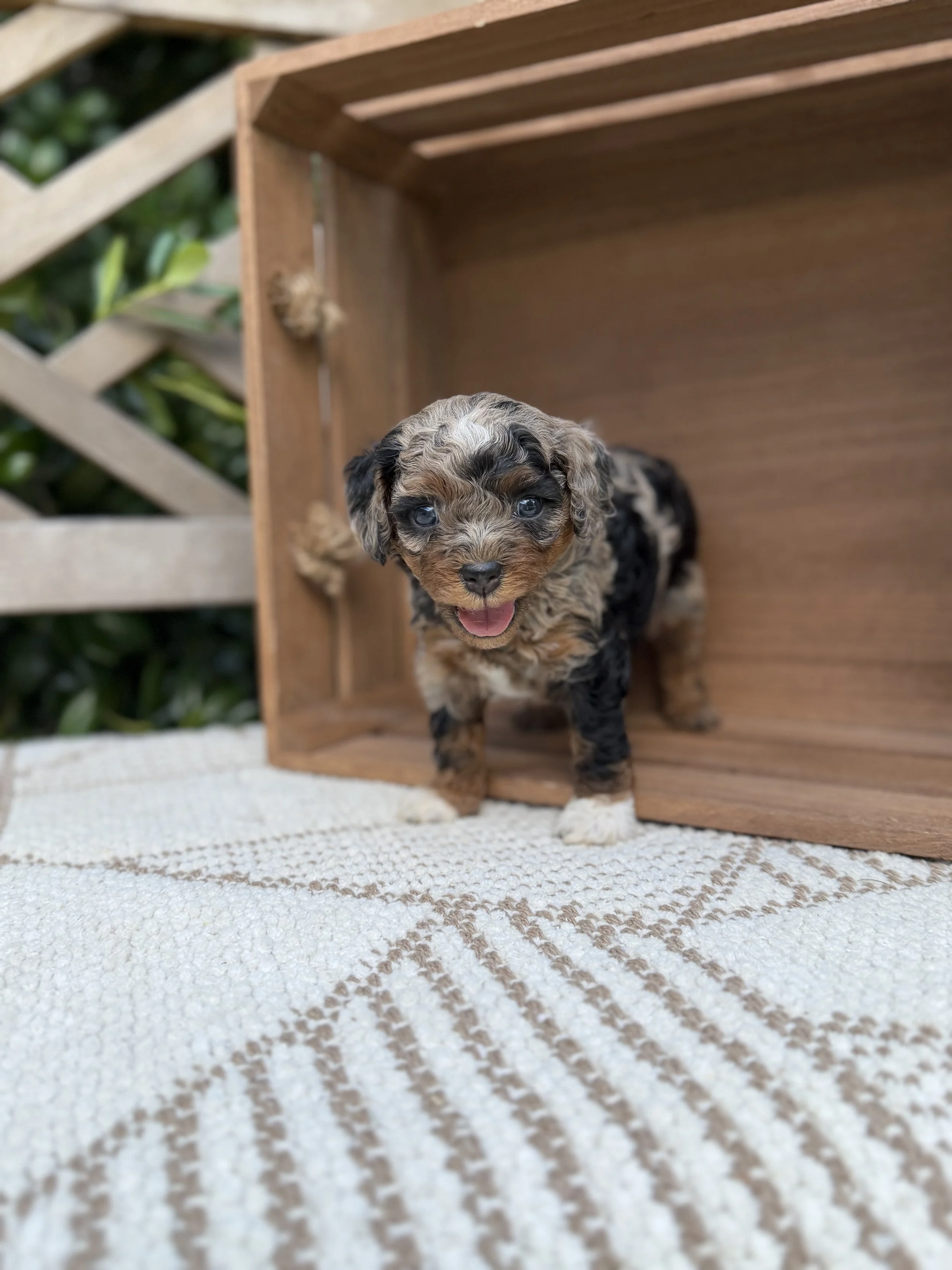 Nick  Male Cavapoo from Claire and Hondo $4000