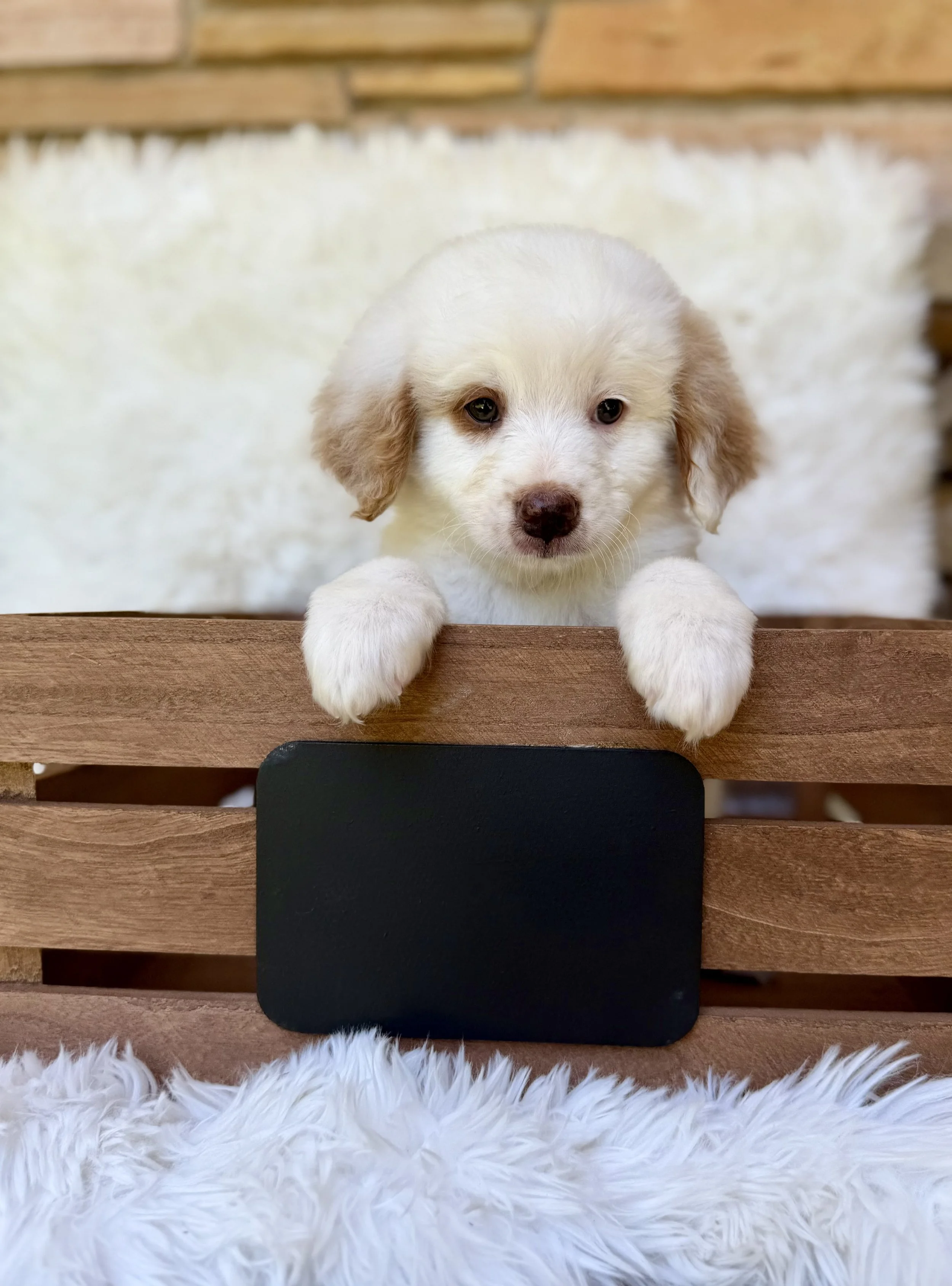 Gunther Male Mini Bernedoodles from Sammy and Fitz $1900