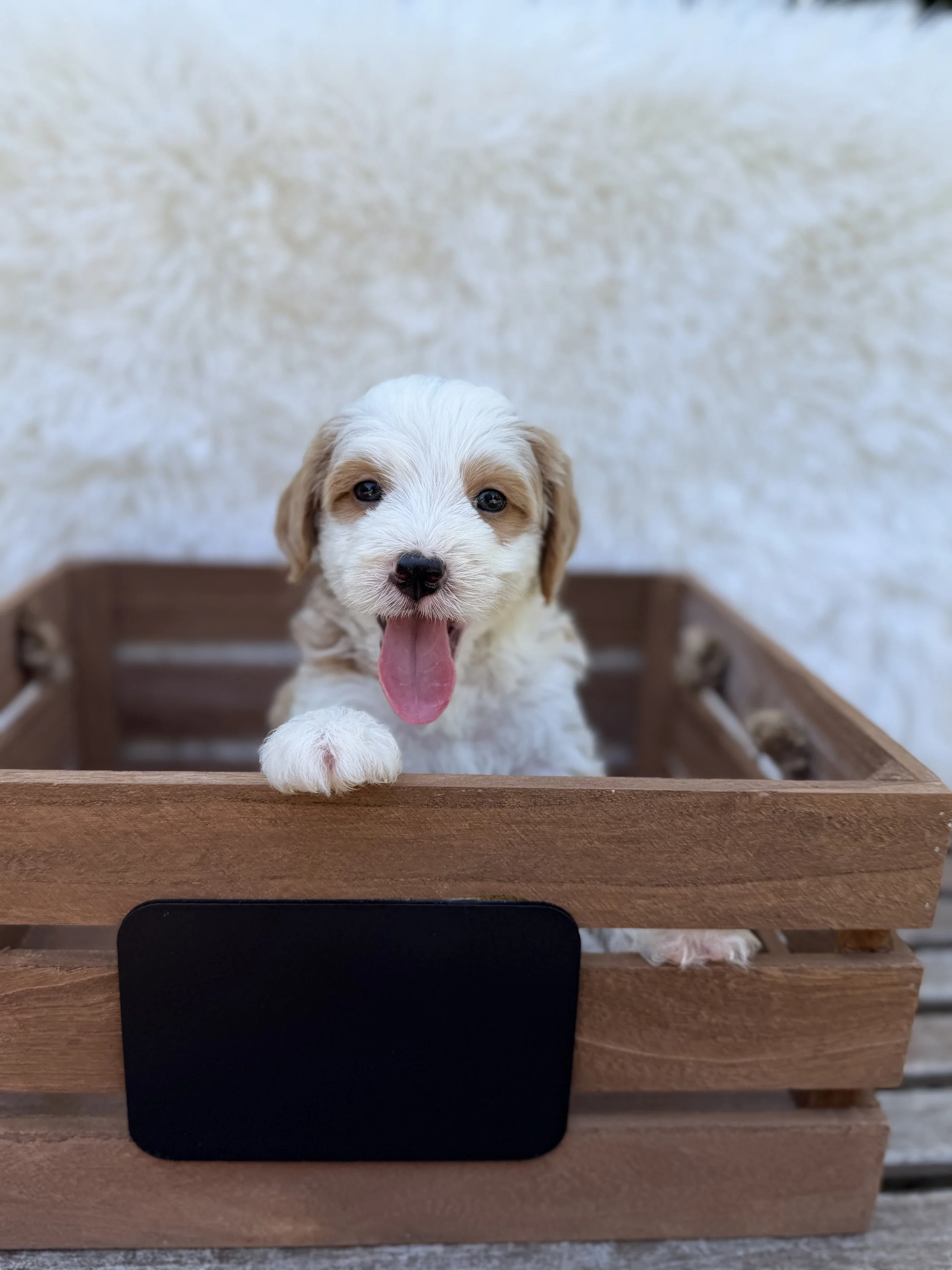 Chandler Male Mini Bernedoodles from Sammy and Fitz $3500