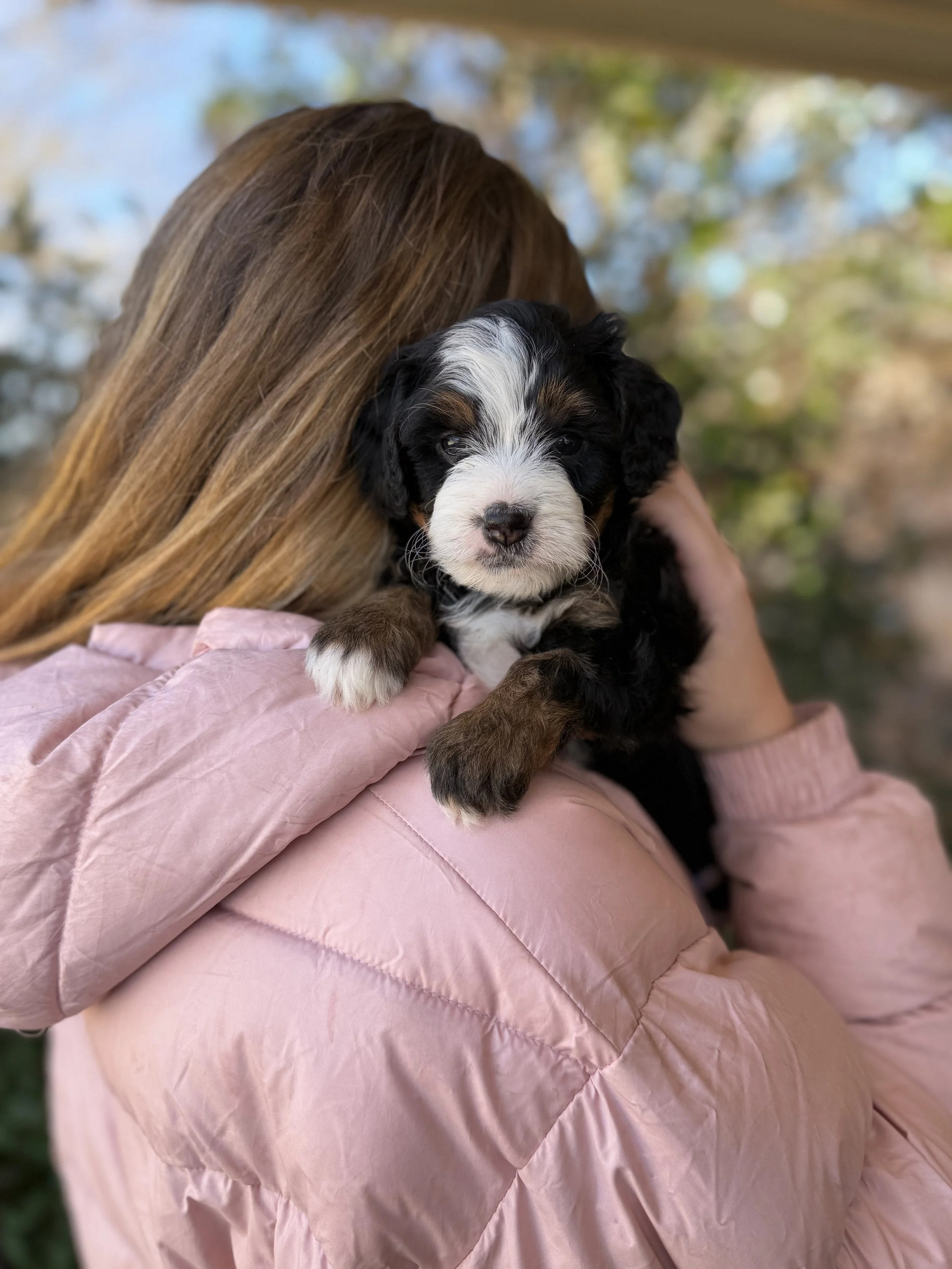 Dancer Female Mini Bernedoodle $3750