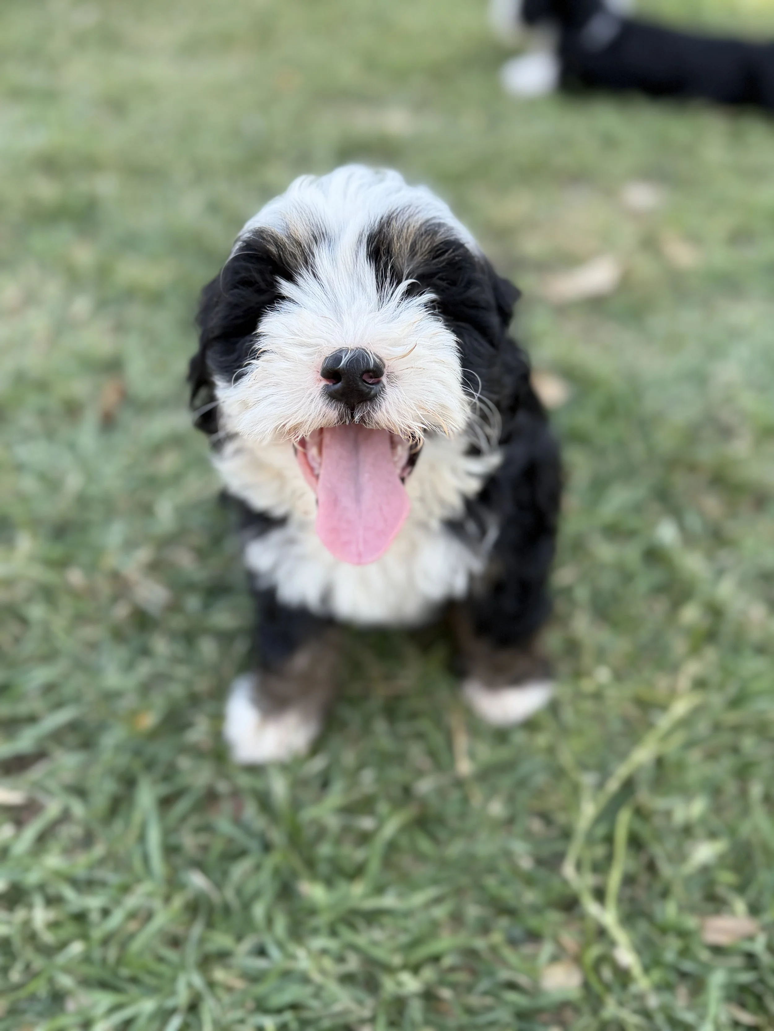 Stormy Male Mini Australian Bernedoodle $3500