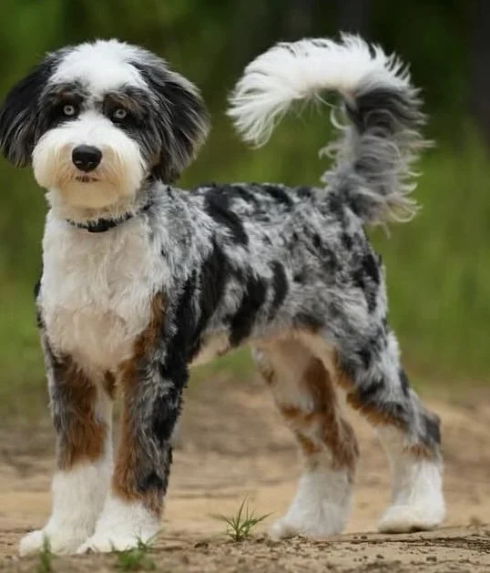 Rubble Male Medium Ultra-Bernedoodle $3500 Lawrenson Doodles A