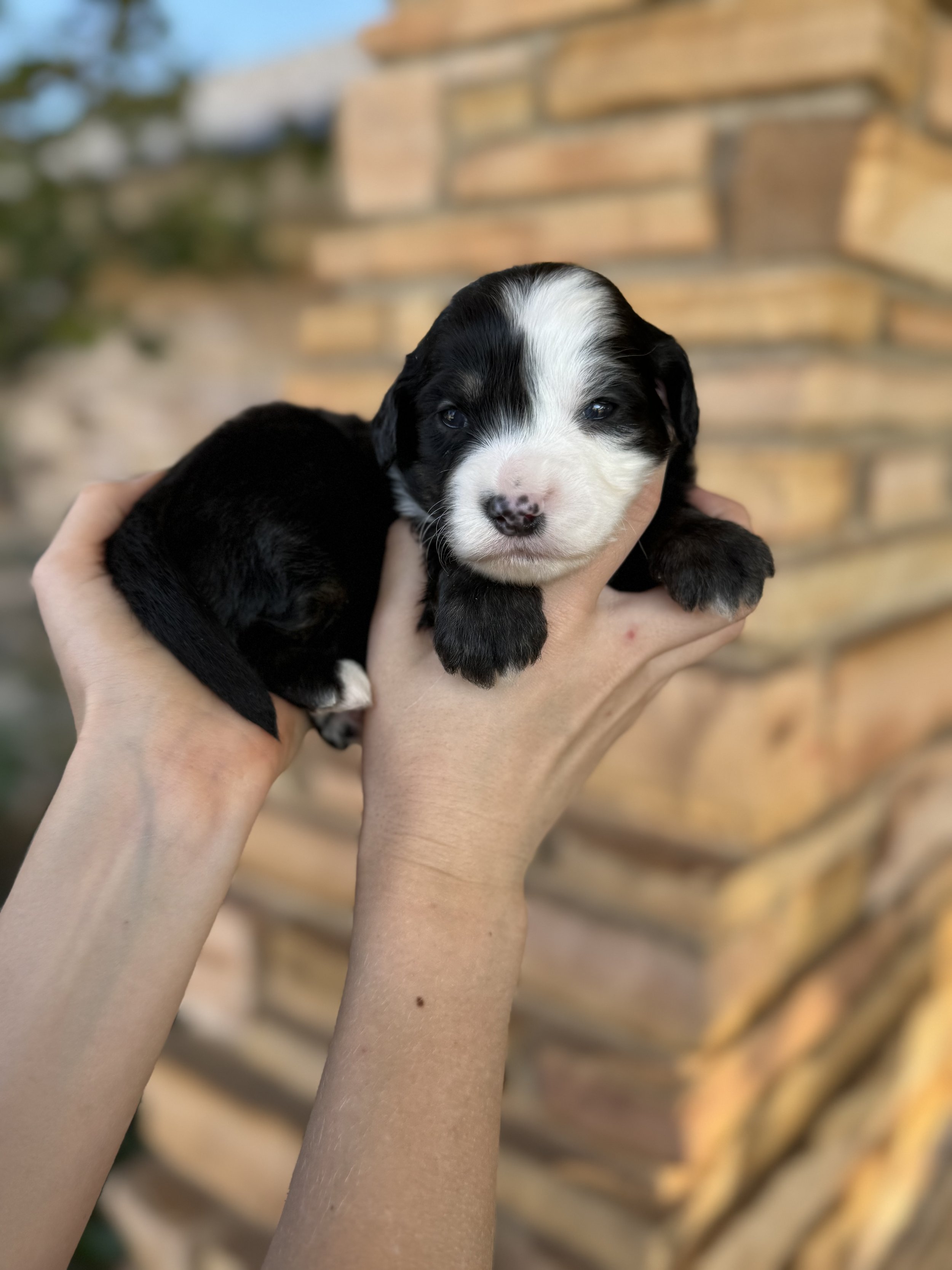 Neville available male mini australian bernedoodle $3500