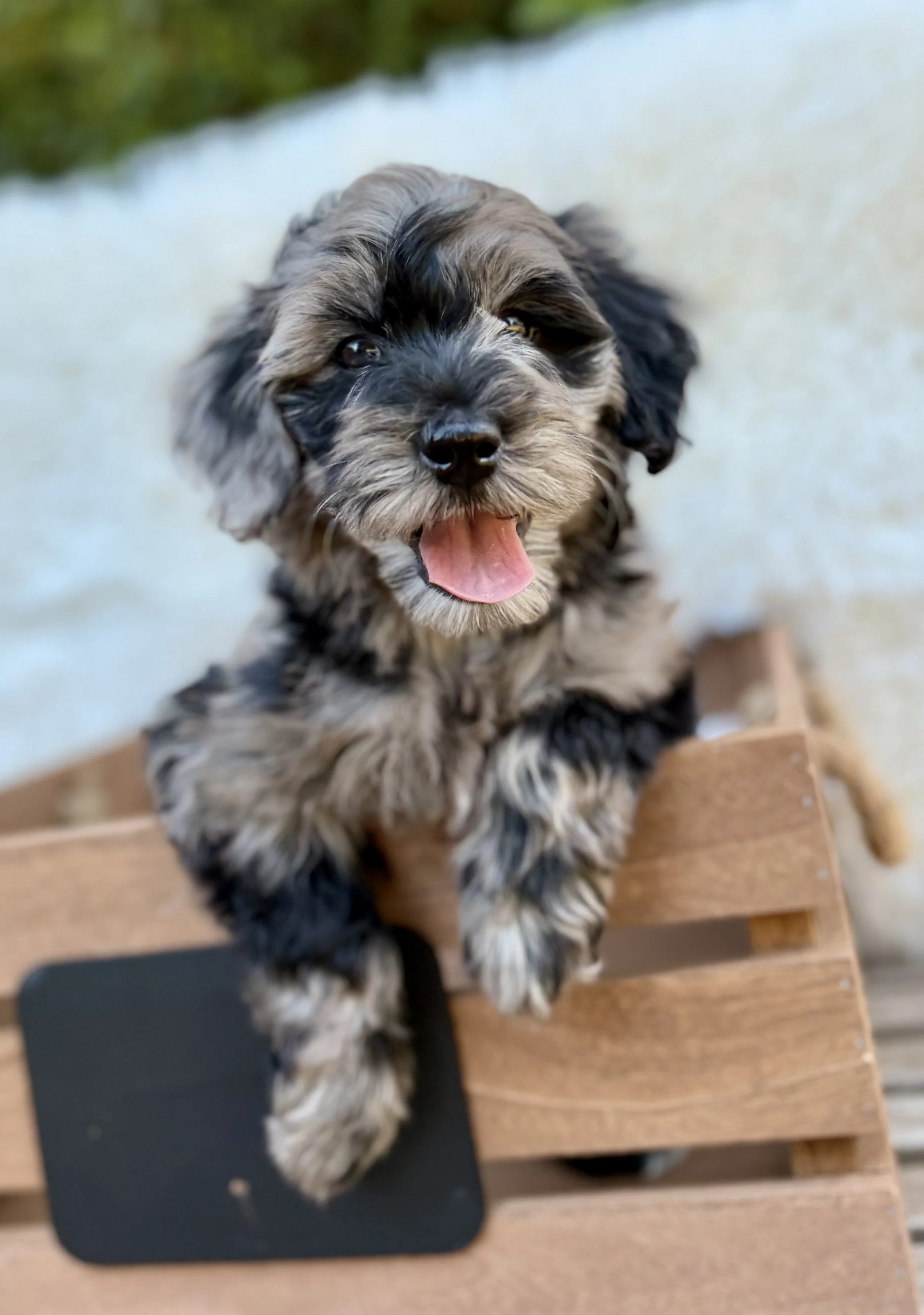 Buttons Female Mini Bernedoodles from Gracie and King Arthur $2500