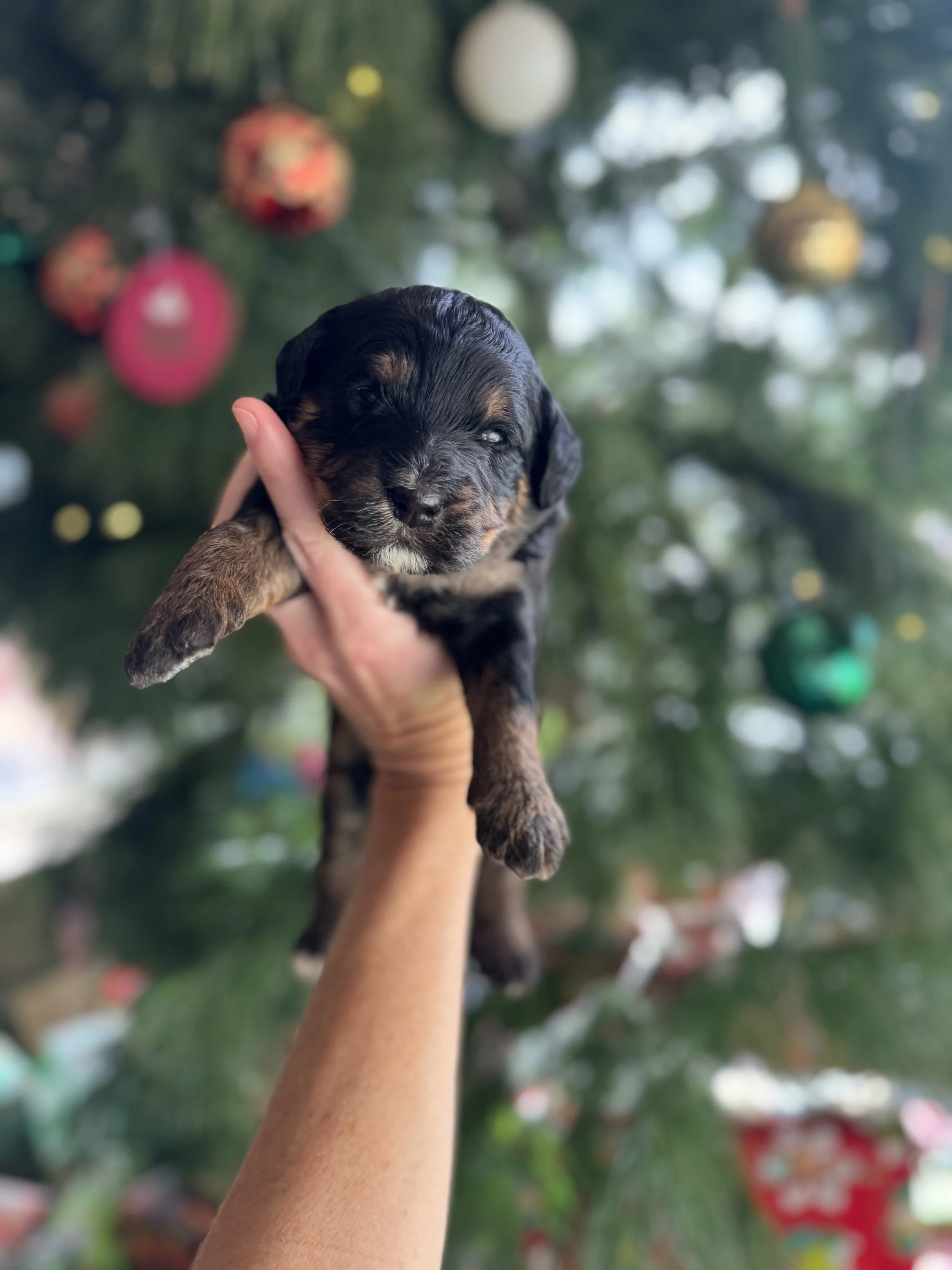 Comet Male Mini Bernedoodle $3000