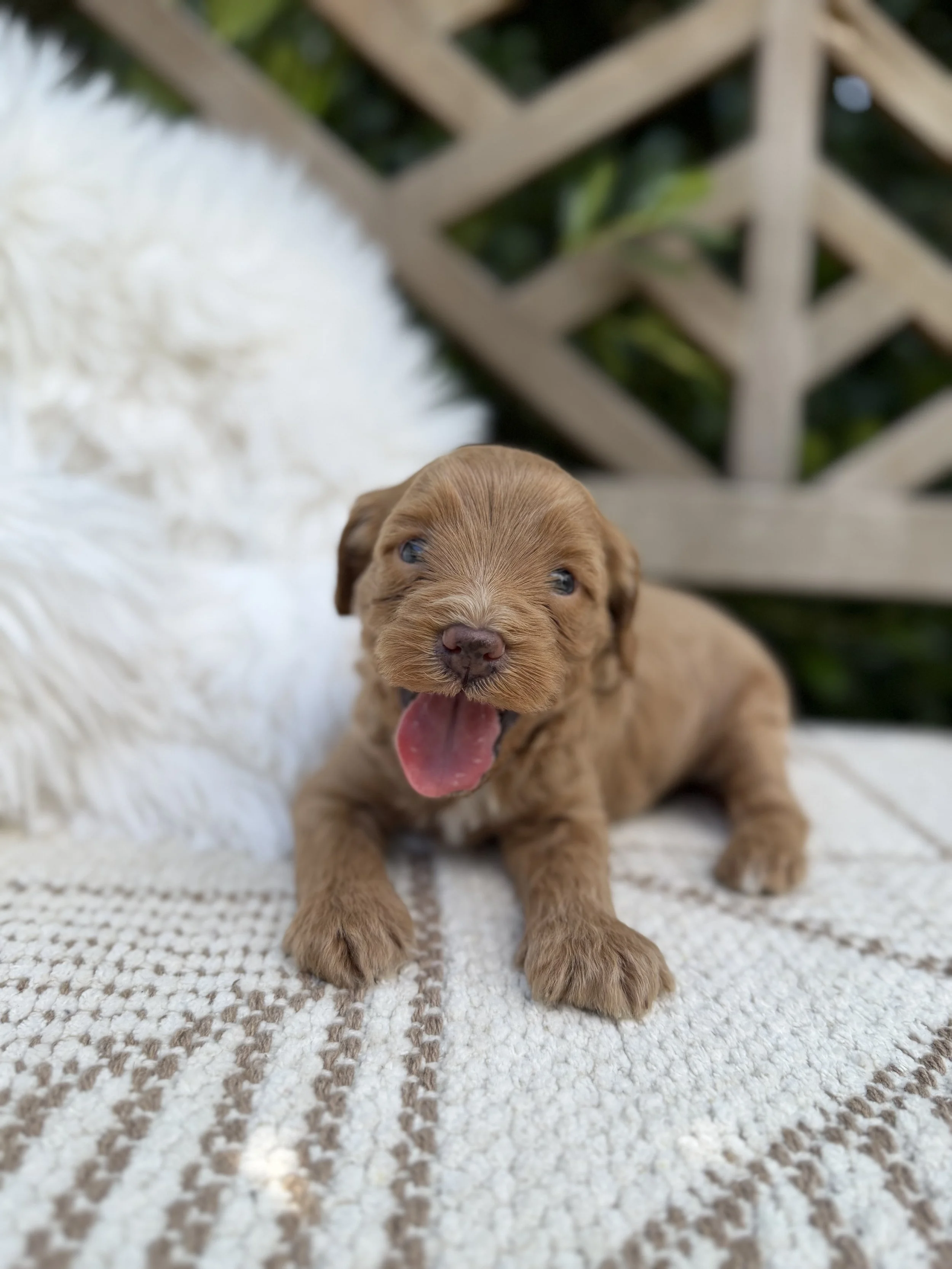 Coach  Male Cavapoo from Claire and Hondo $3000