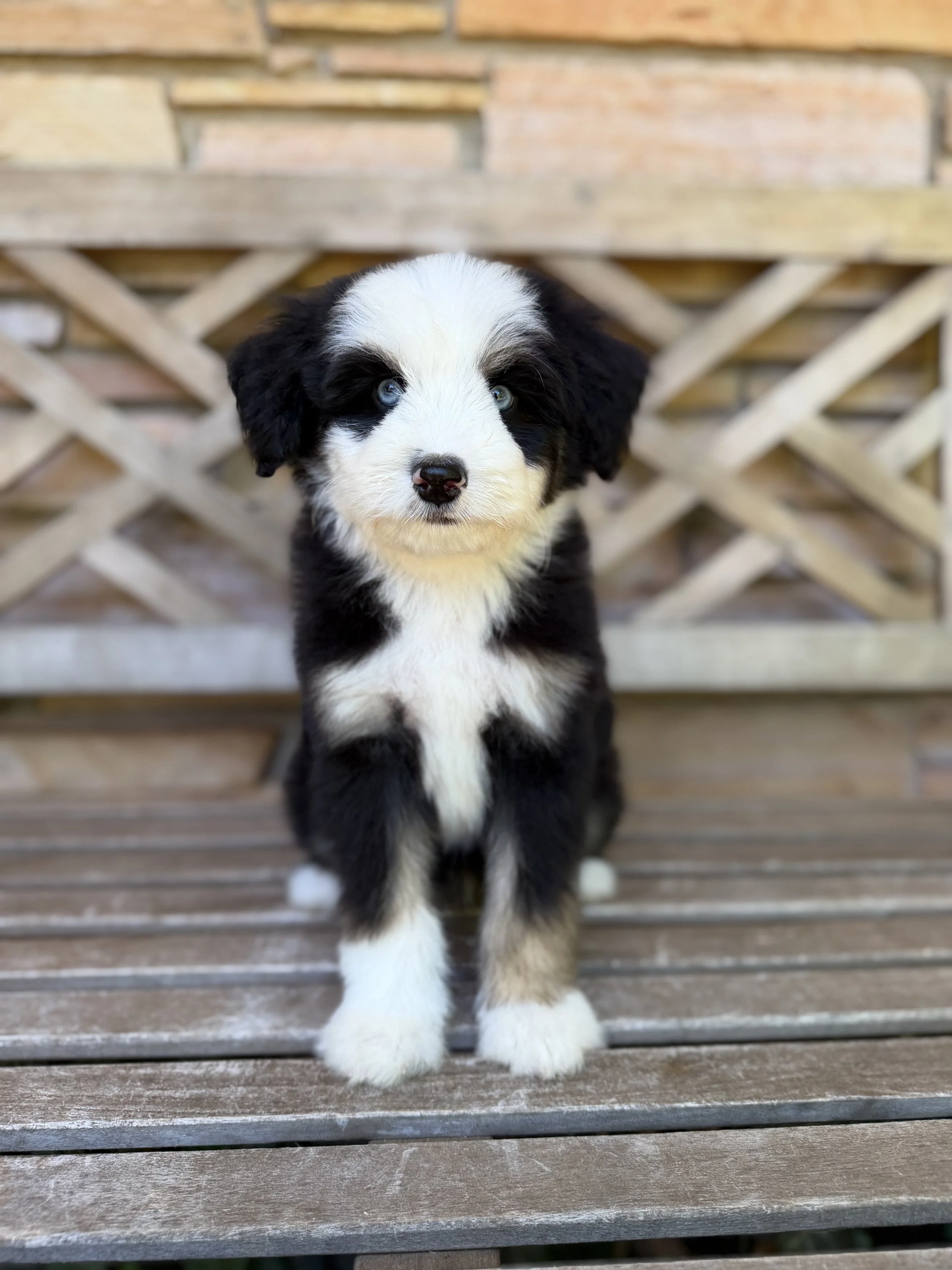Pizza Male Mini Australian Bernedoodle $3500