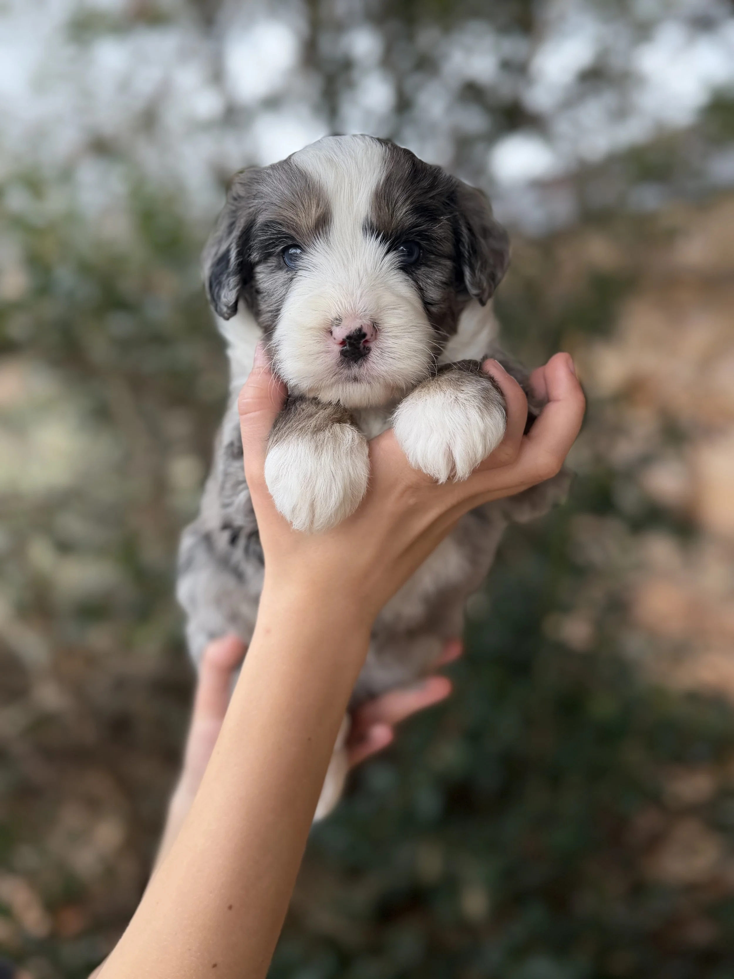 Ocean Male Mini Australian Bernedoodle $4000