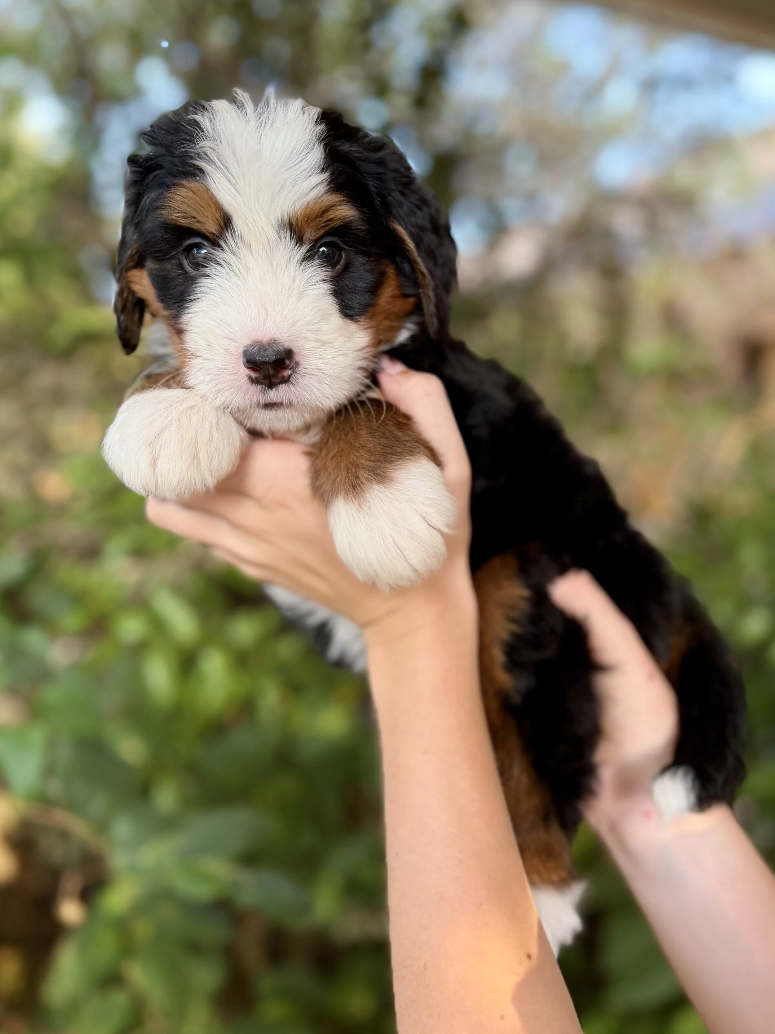 Daisy Female Bernedoodle $3750