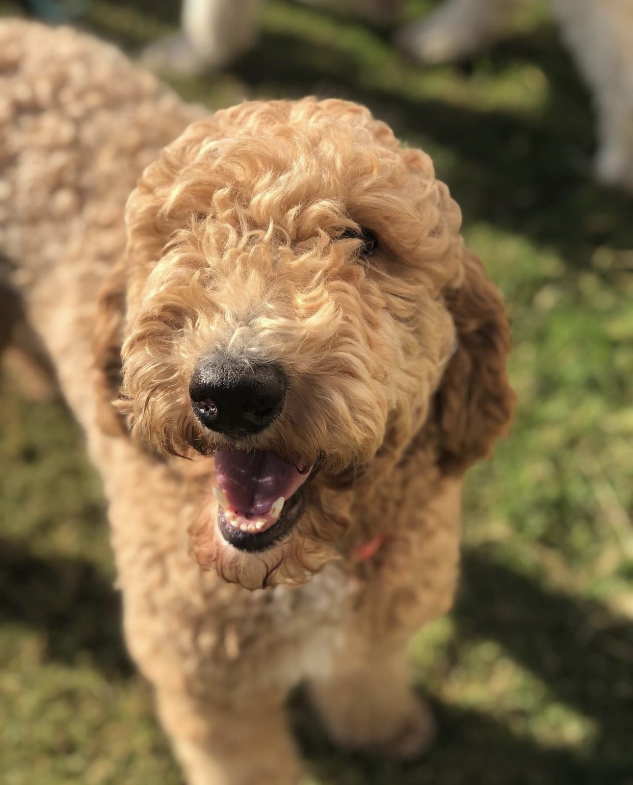 Lux Poodle mom